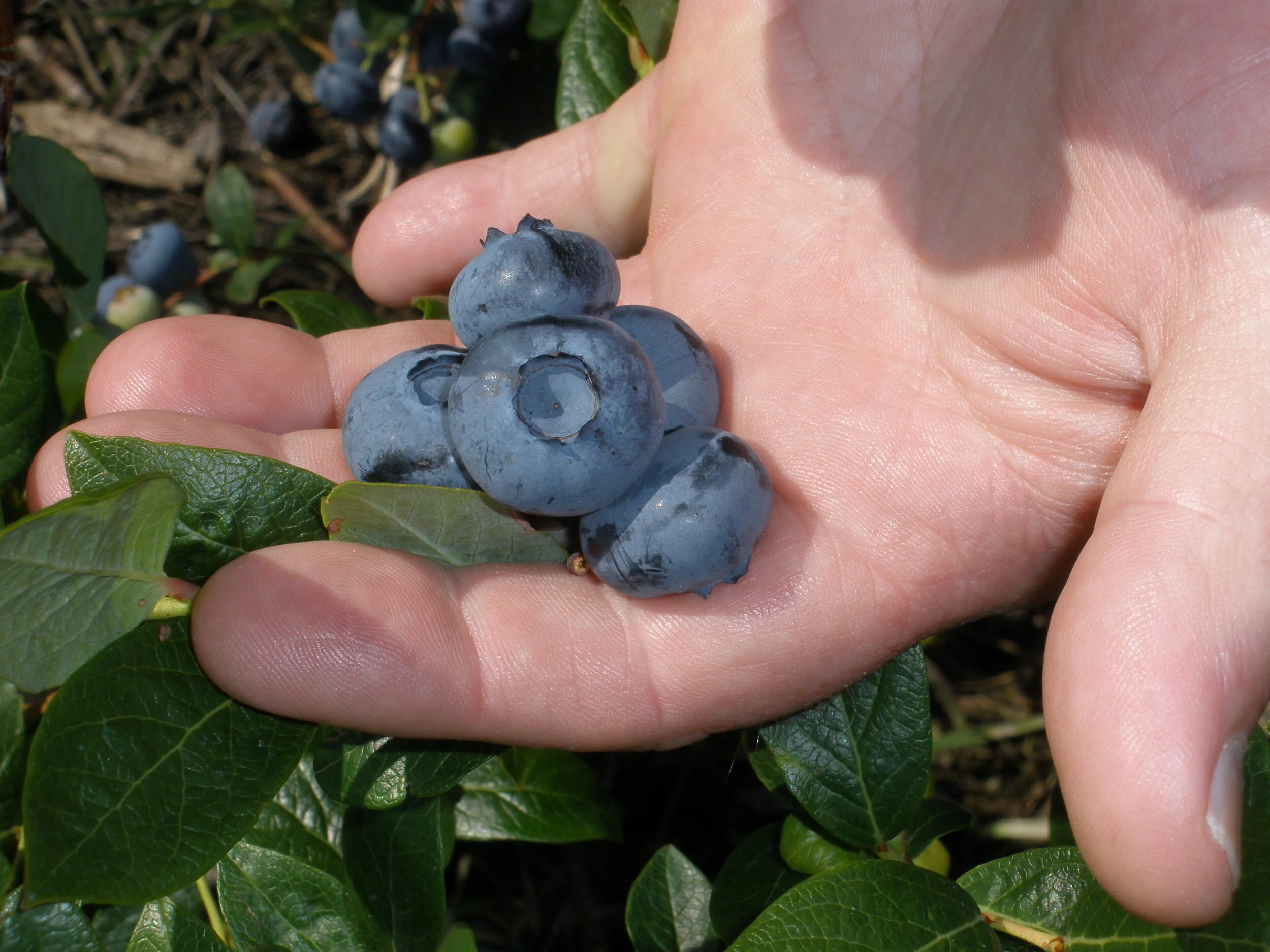 Blueberries varieties
