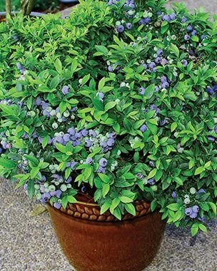 Growing blueberries in containers