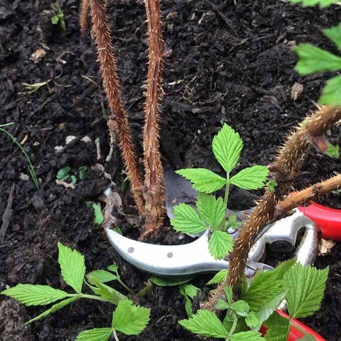 Pruning raspberries