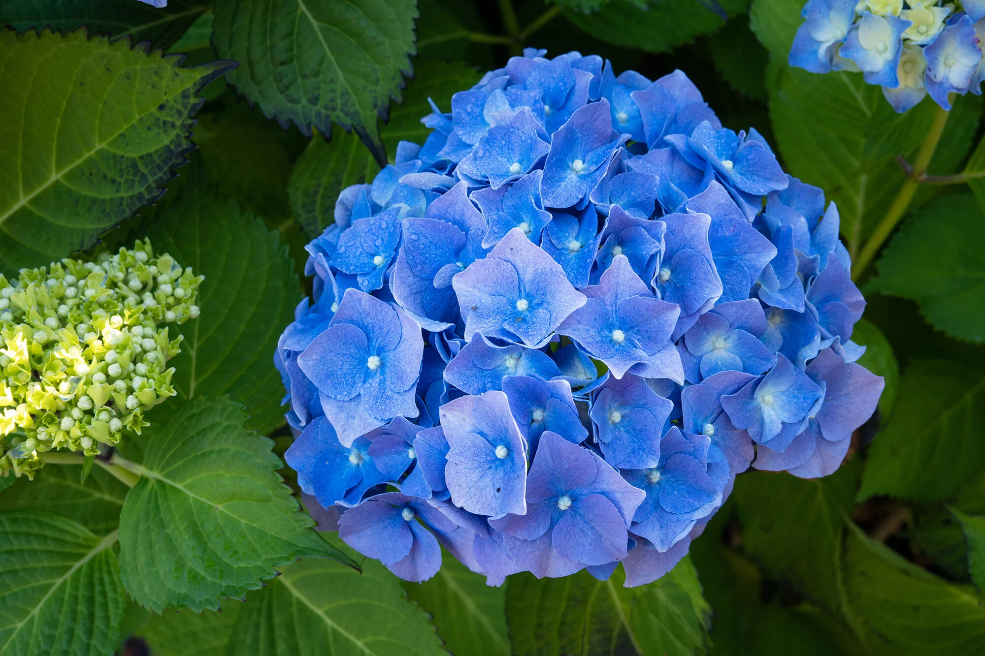 hydrangea.jpg