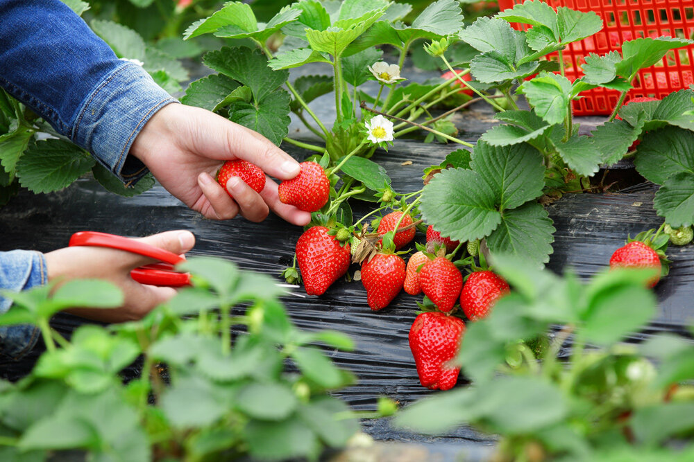 Growing strawberry Top Tips