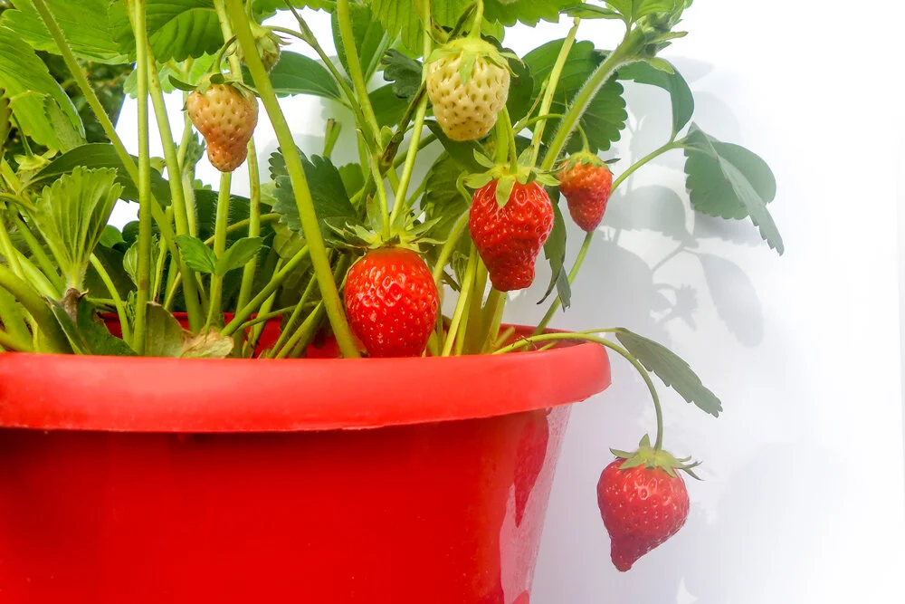 Growing strawberries in containers