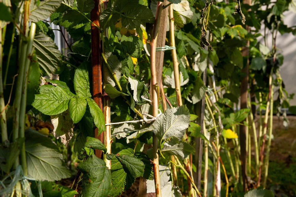 Raspberries supports and wires