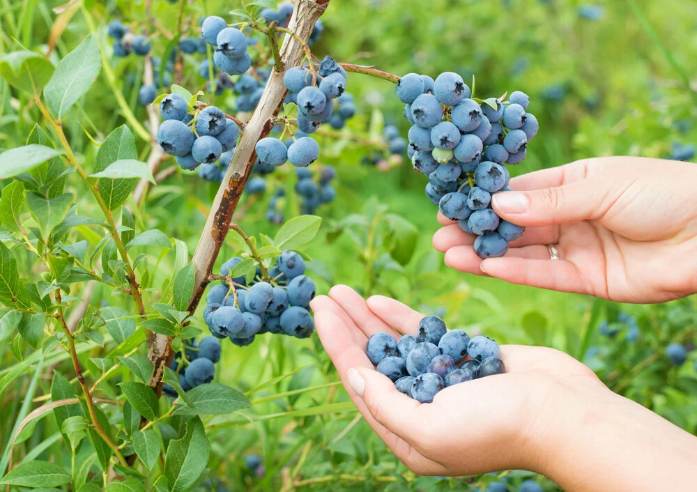 Harvesting Blueberries