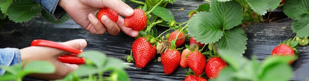 picking_strawberries.jpg