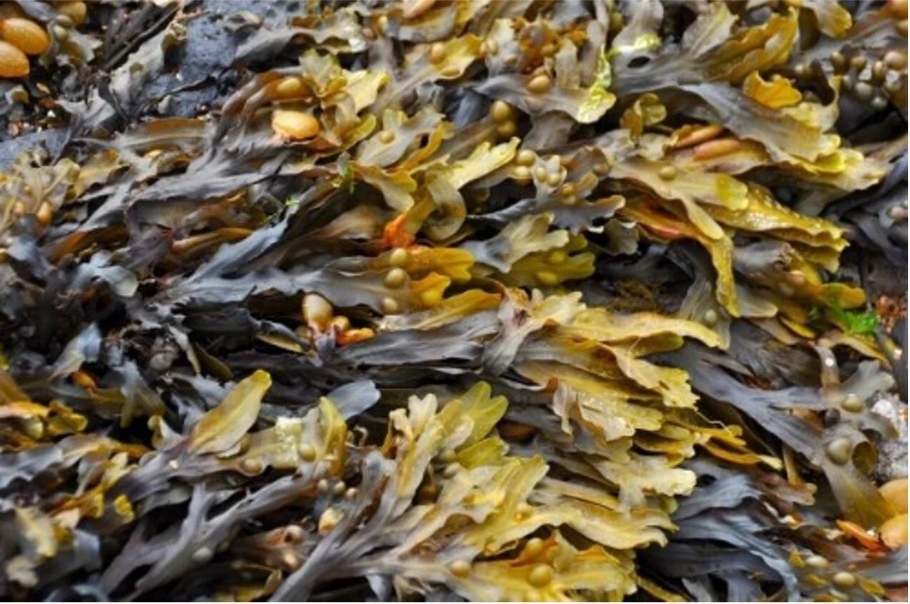 Seaweed
