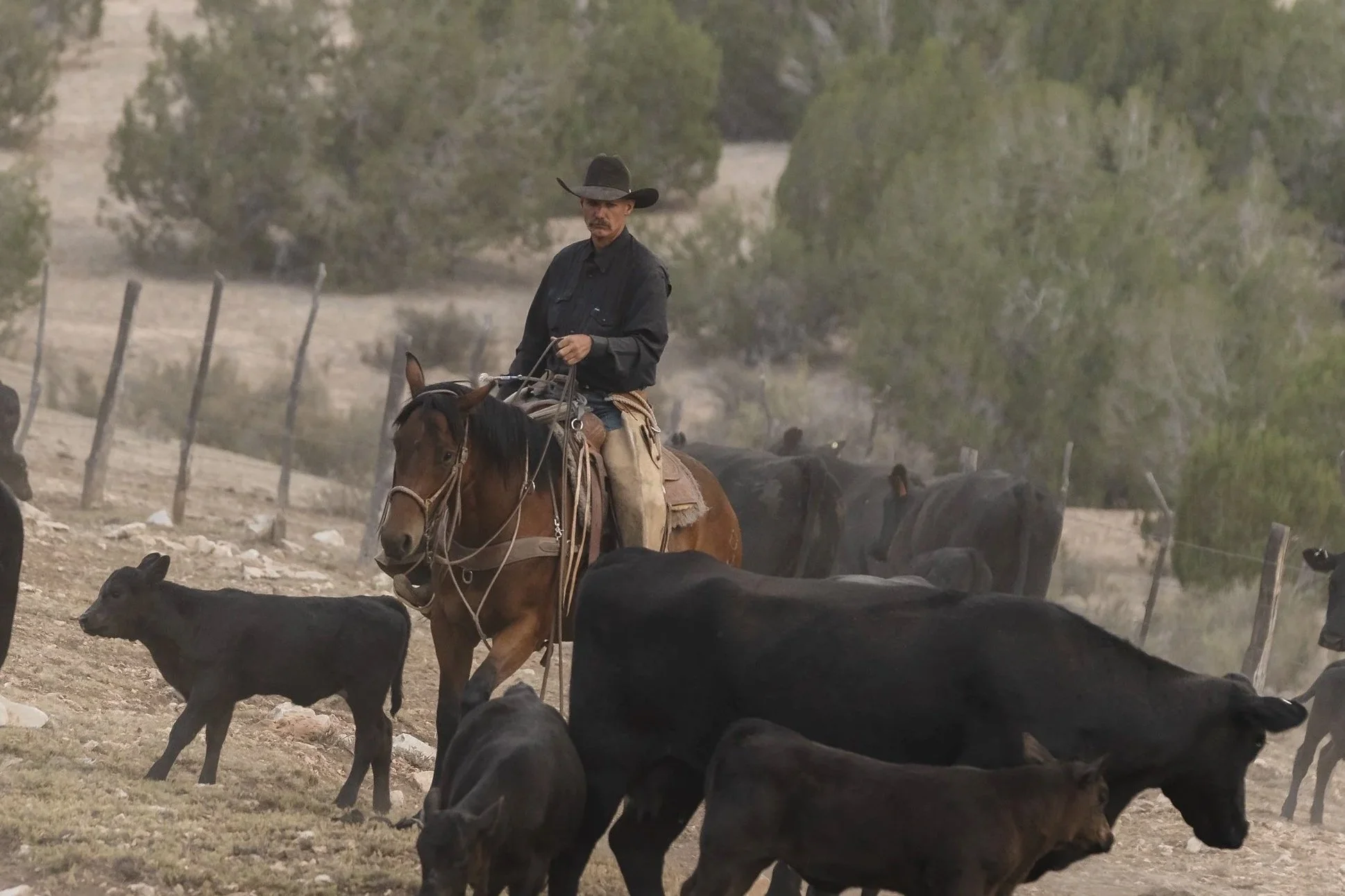A brown horse with a black mane stands in a fenced outdoor area, being held by a person using a lead rope, with a backdrop of open land and hills under a partly cloudy sky.