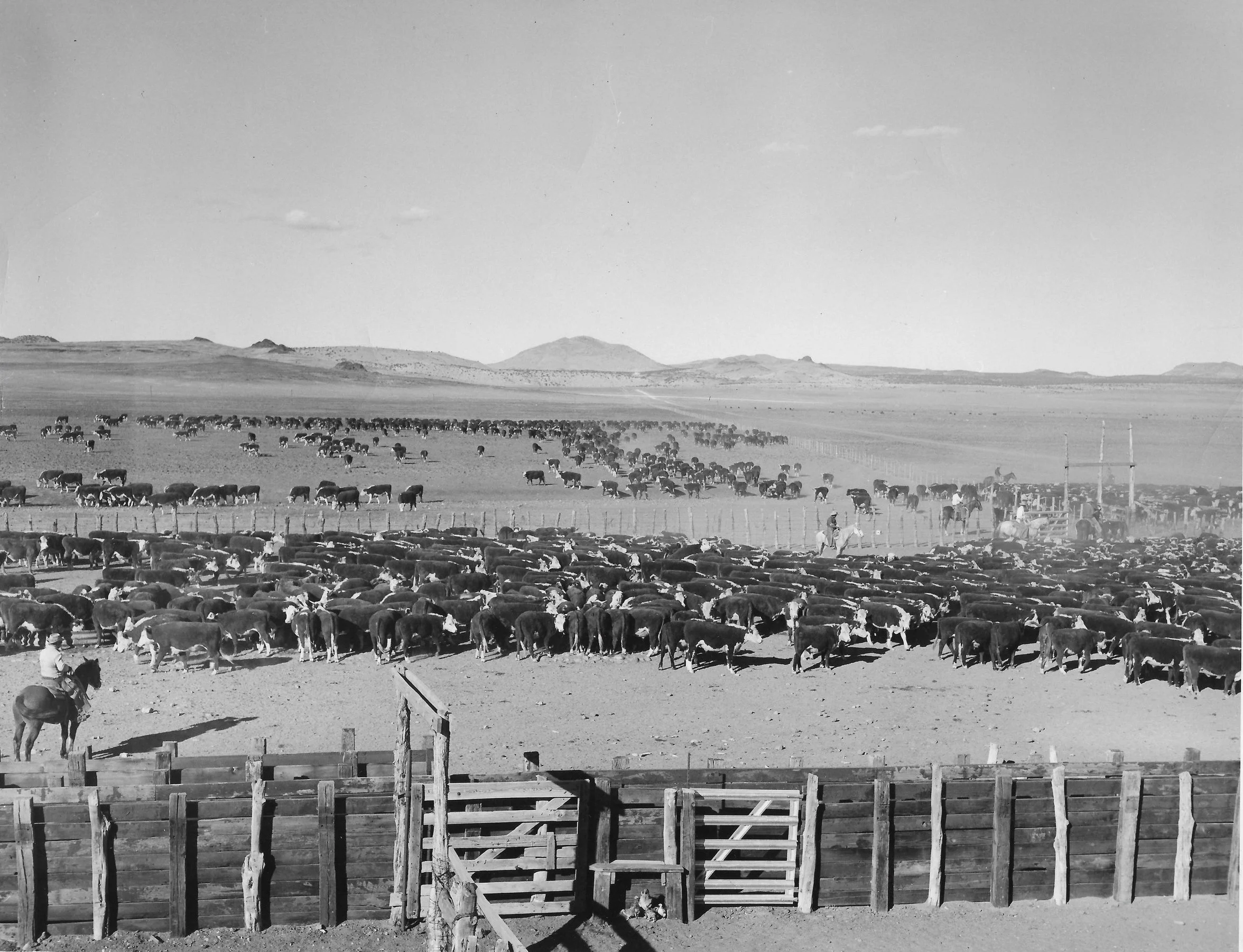 Legacy Ranch History — Legacy Ranch Horse Sale