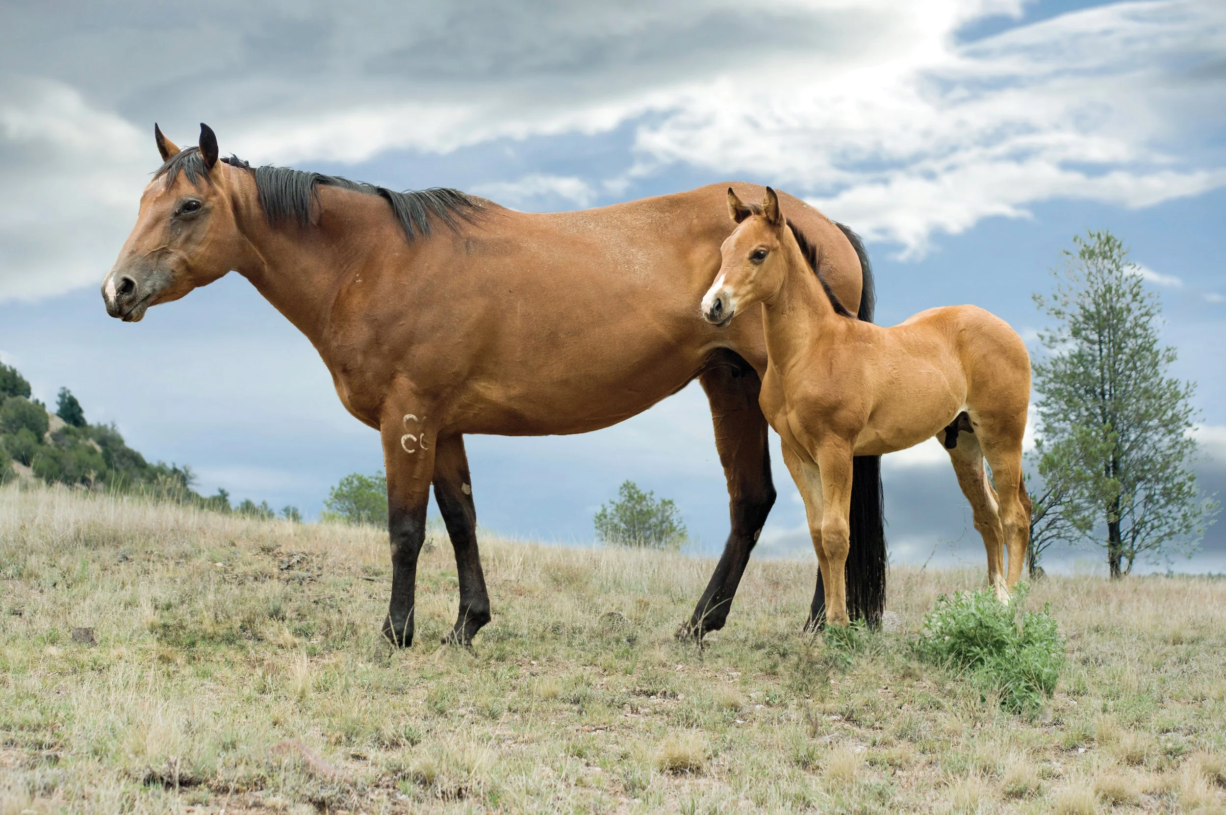Two horses, one brown and one light-colored, standing in a grassy field with a hill and trees in the background under a partly cloudy sky.