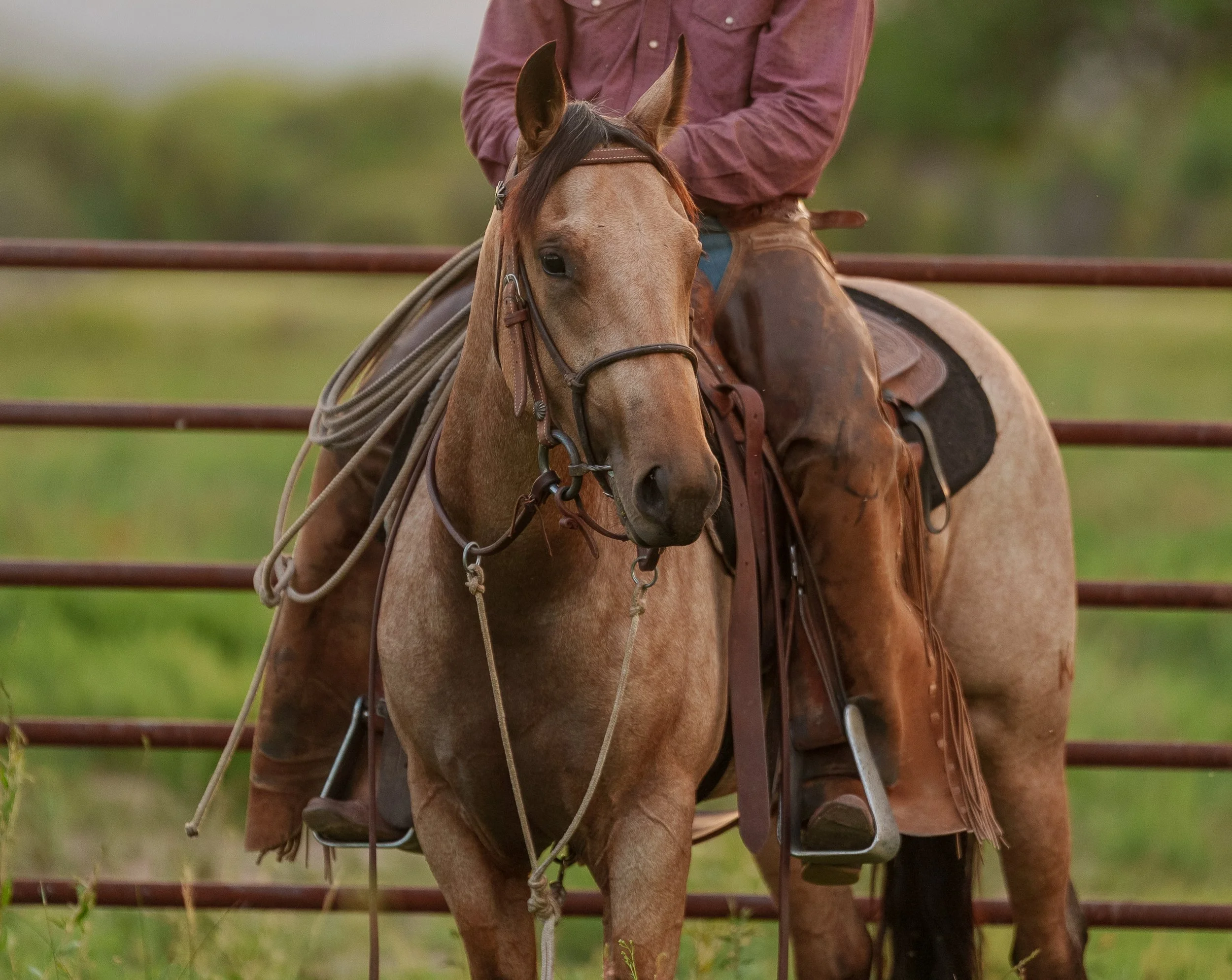 A man wearing a cowboy hat and blue shirt riding a brown horse in an outdoor arena with a brown fence and sparse desert vegetation.