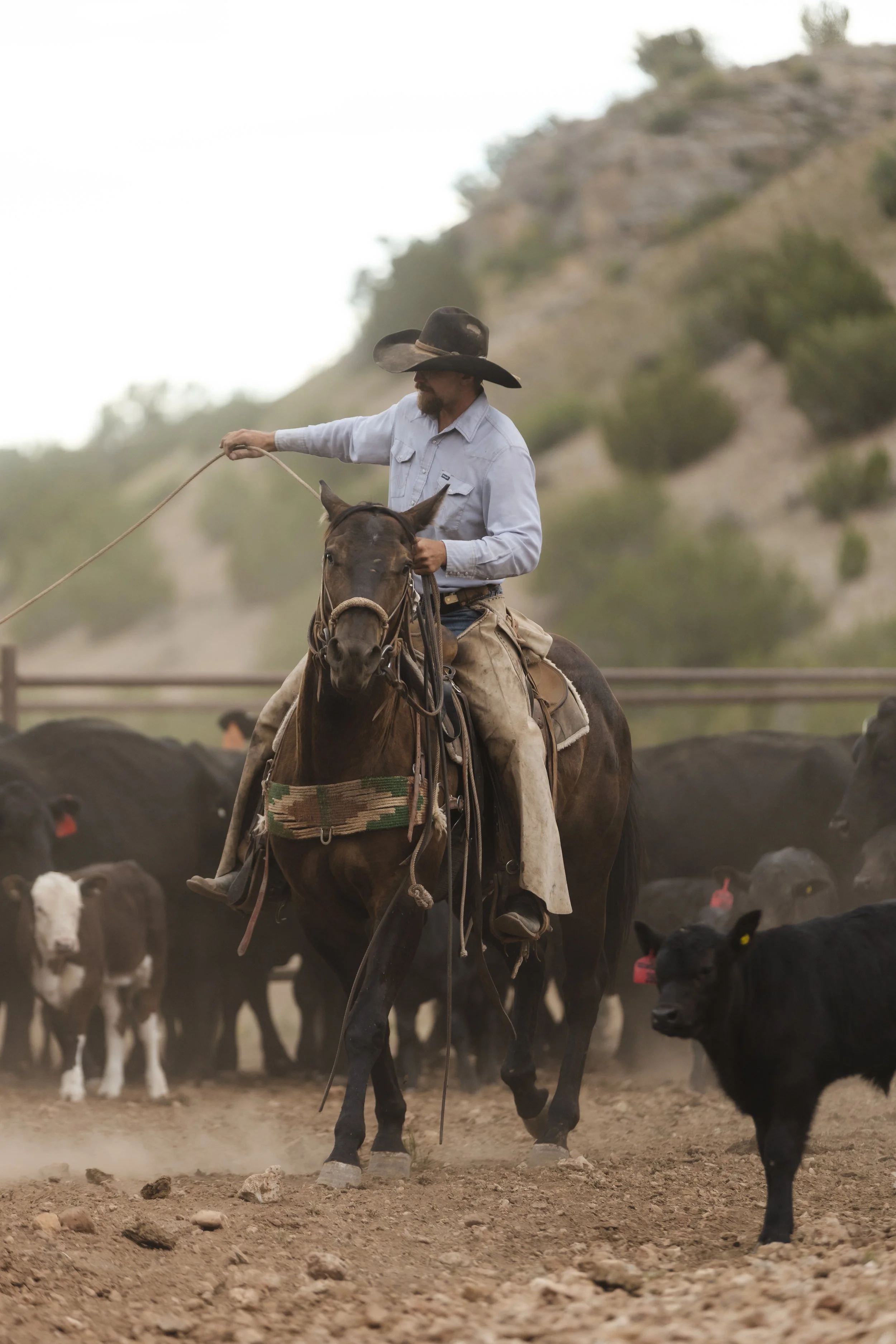A cowboy riding a brown horse among a herd of cattle and black dogs on a dirt rodeo or ranch.