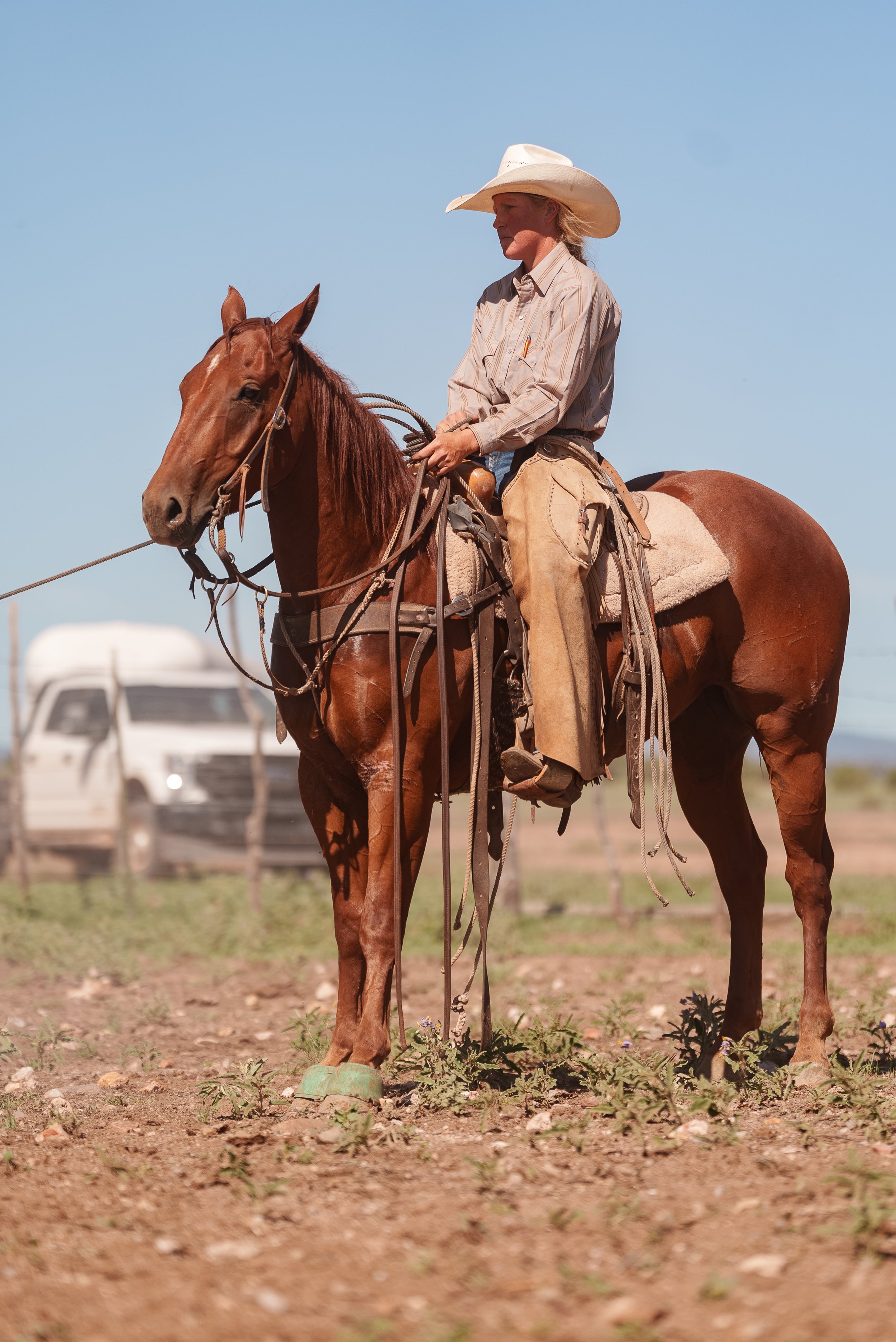 A brown horse wearing a saddle, standing in front of a brown metal fence on a sunny day with a blue sky, some clouds, and tall green plants at the ground level.