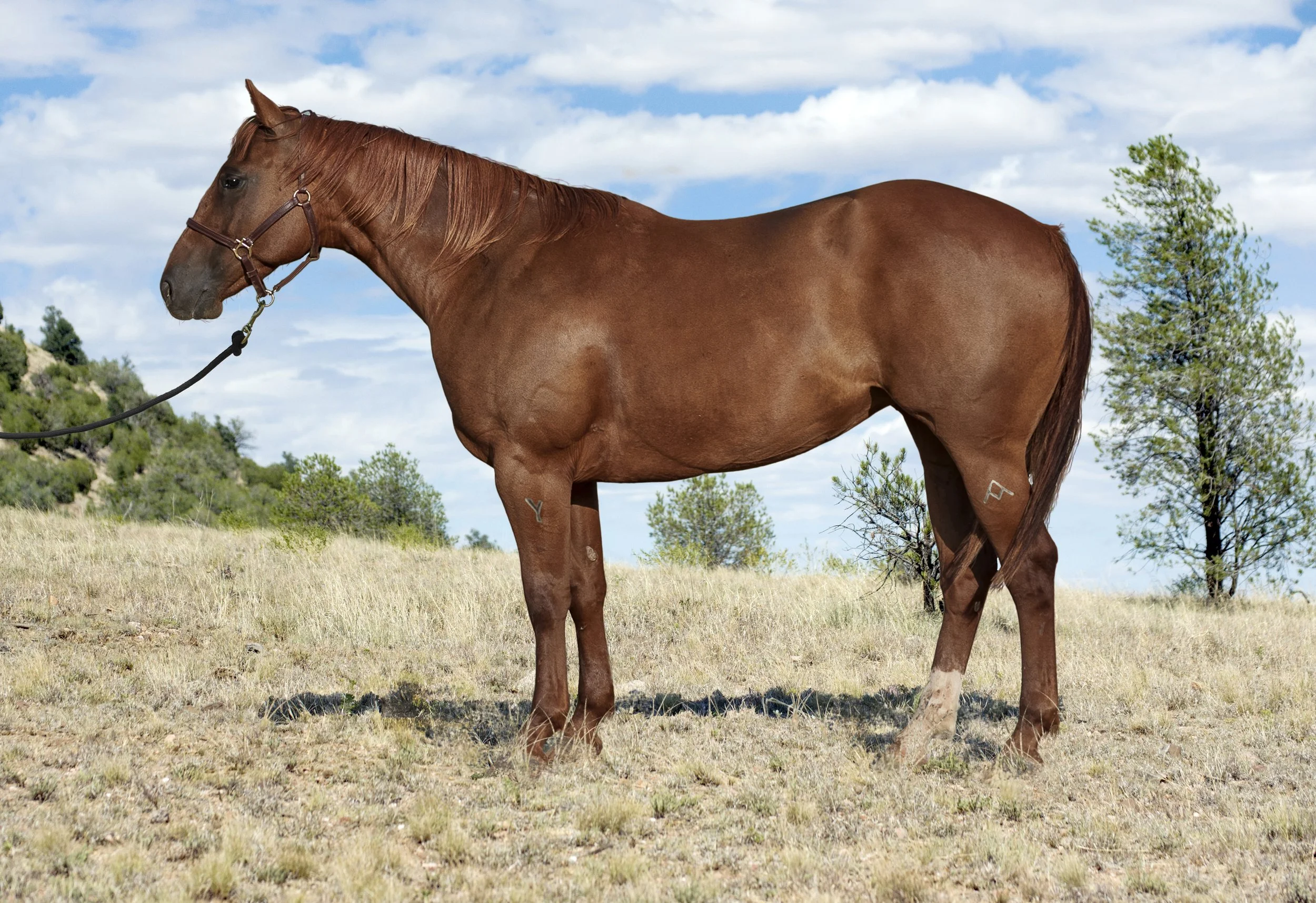 A brown horse standing in a grassy field with small bushes and trees, against a backdrop of green hills and a partly cloudy sky.