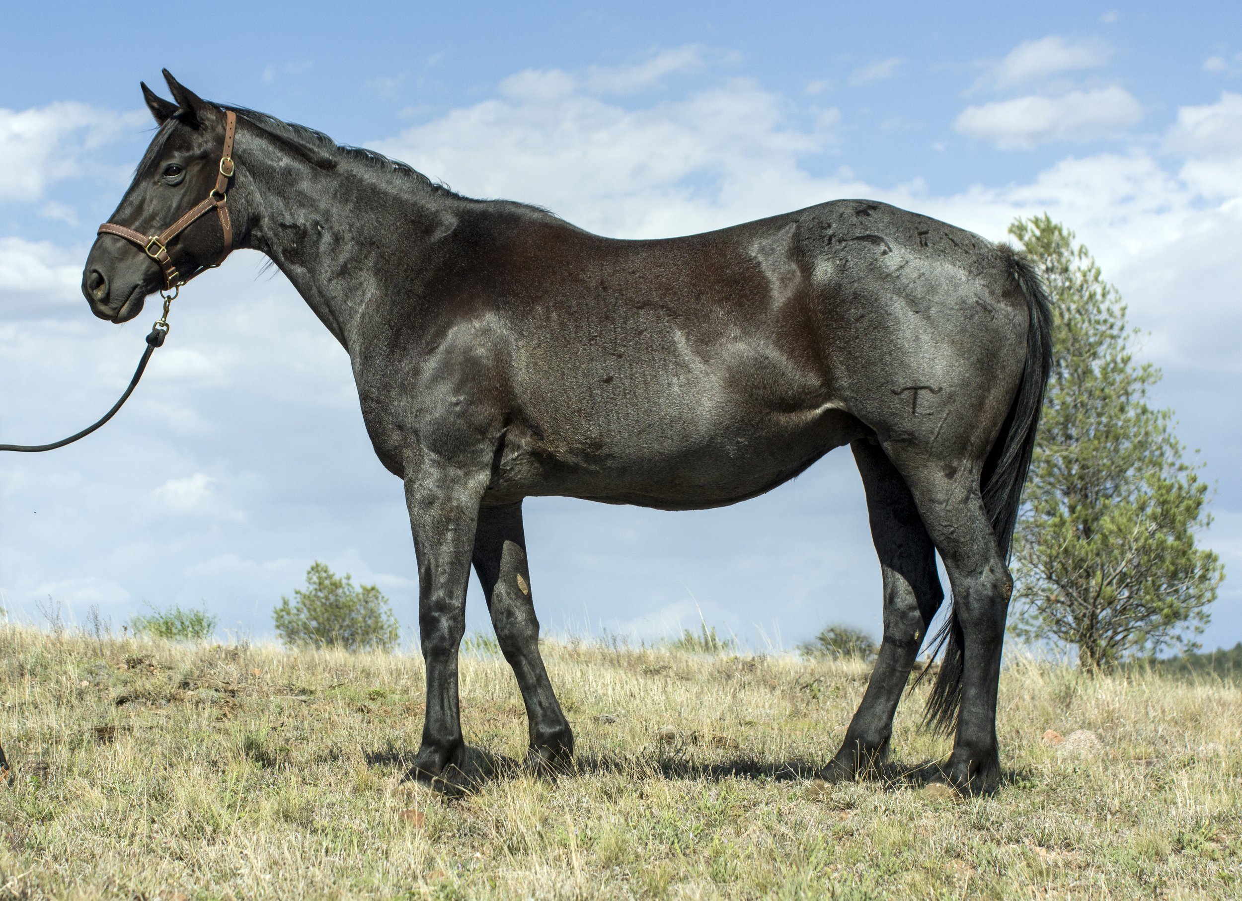 A dark brown horse with a saddle and bridle standing in a paddock, with a wooden fence, trees, and sky in the background.