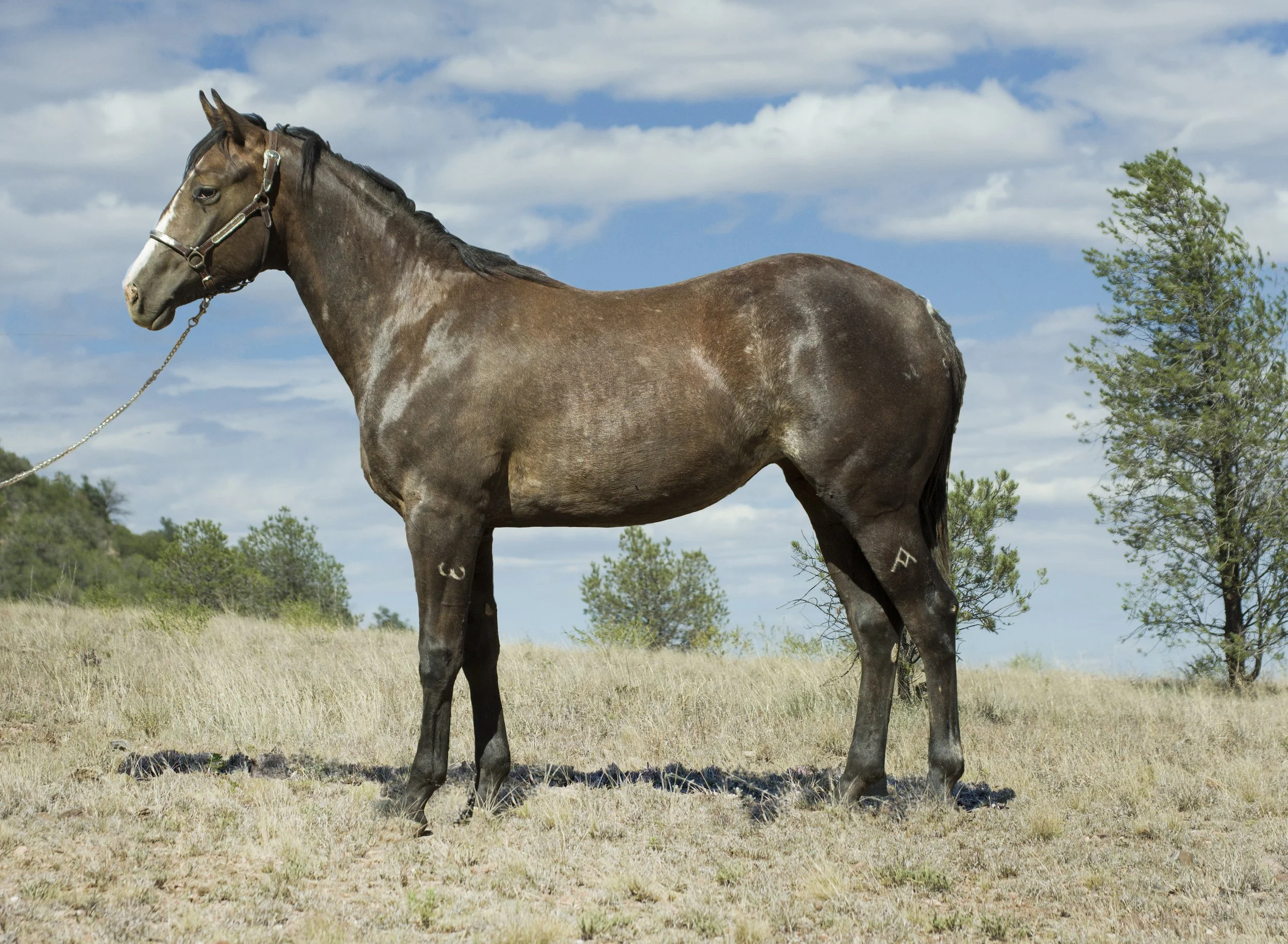 A brown horse standing in a grassy field with small bushes and trees, under a partly cloudy sky, mountains in the background.