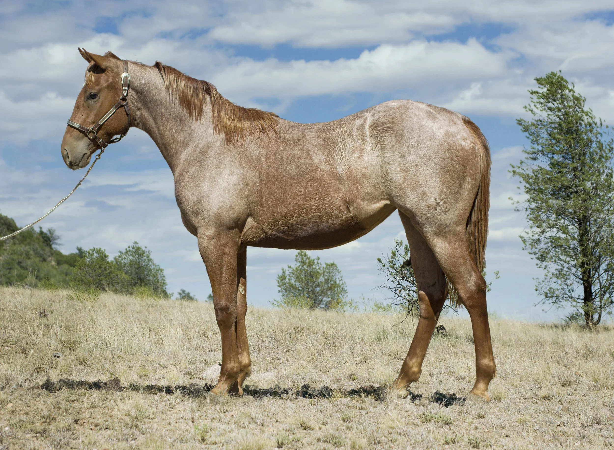 A person riding a brown horse inside an enclosed arena with a wooden fence, wearing Western attire including a cowboy hat and blue jeans.