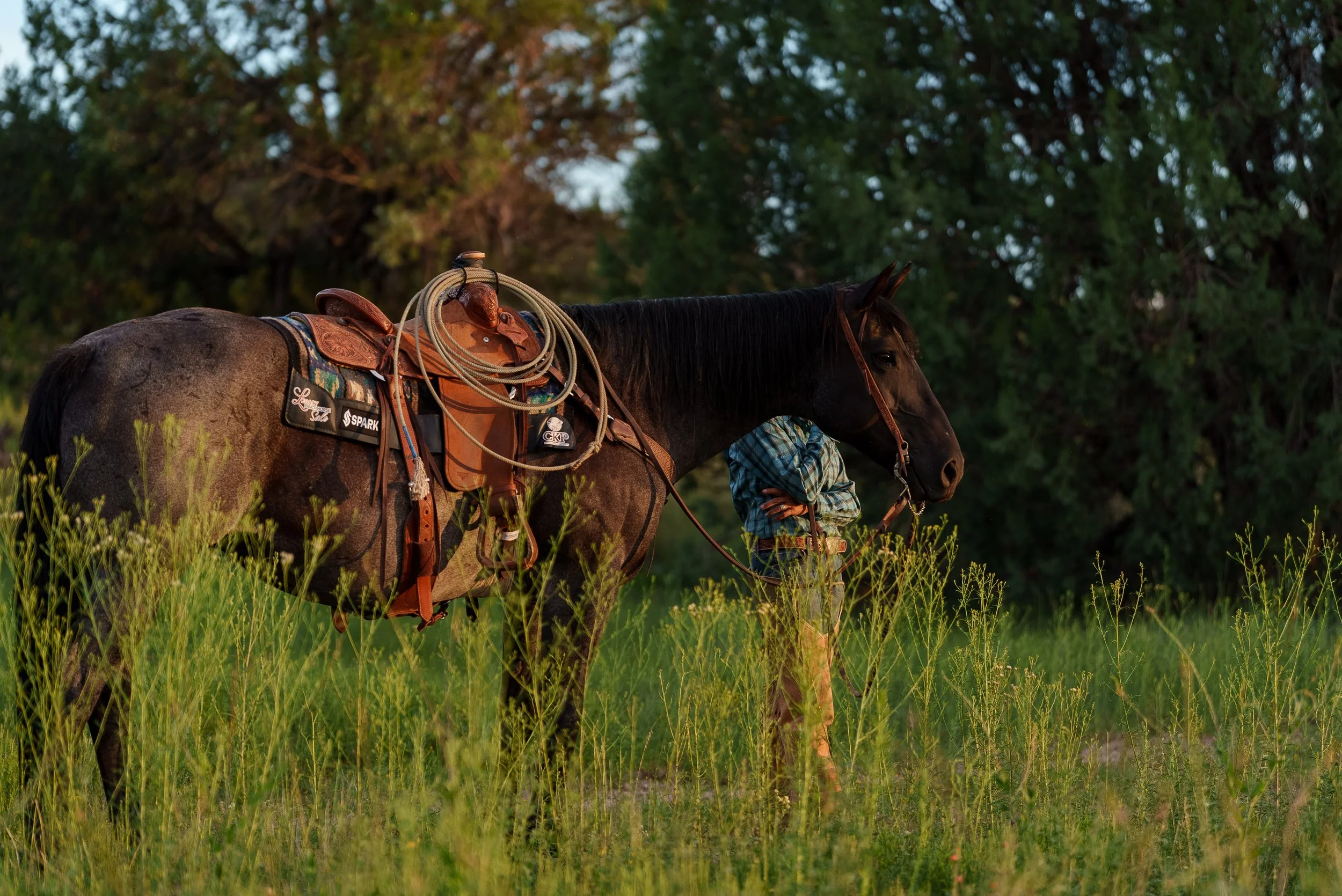A dark brown horse with a saddle and bridle standing in a paddock, with a wooden fence, trees, and sky in the background.