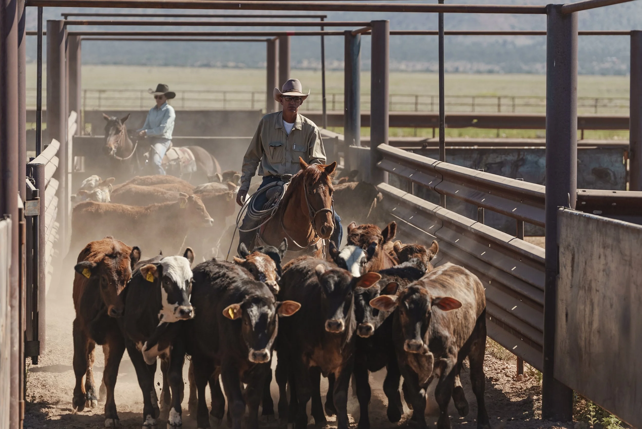 A person riding a brown horse in an outdoor setting with trees in the background. The rider is wearing a wide-brimmed hat, a light blue shirt, and leather chaps.