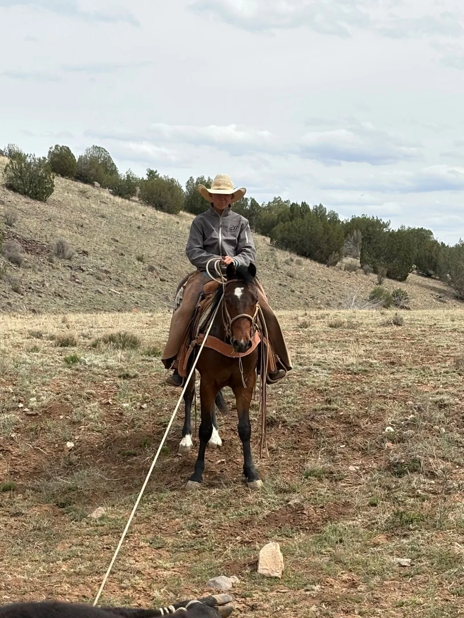 A man riding a horse herding cattle in a fenced outdoor area with trees in the background.