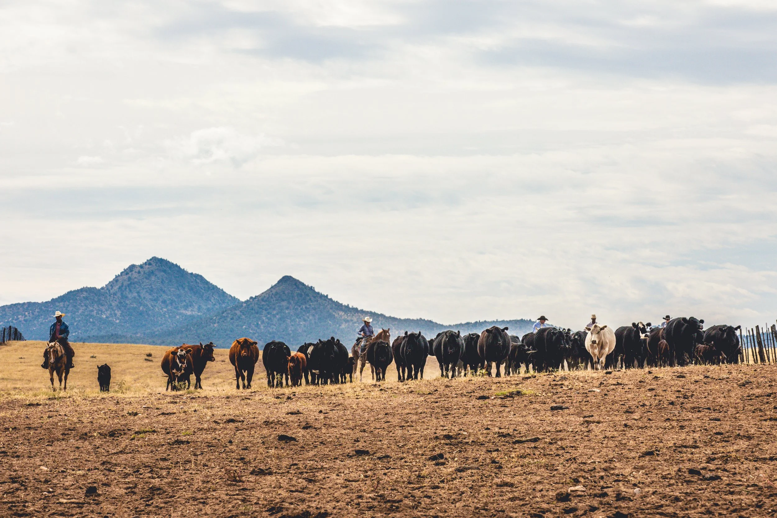 Legacy Ranch History — Legacy Ranch Horse Sale