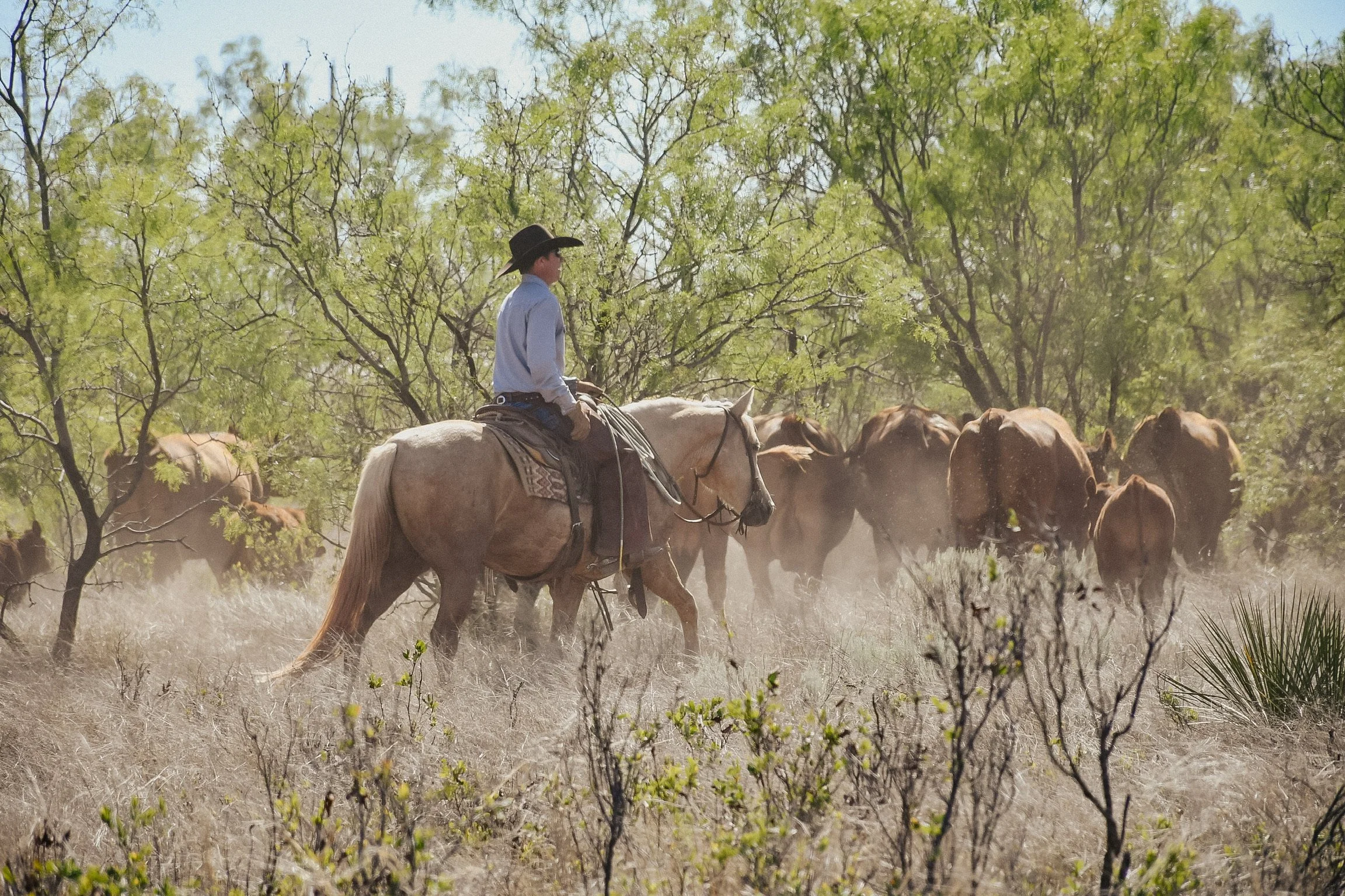 A person riding a horse among a herd of cattle in a dusty, open area with green leafy trees in the background.