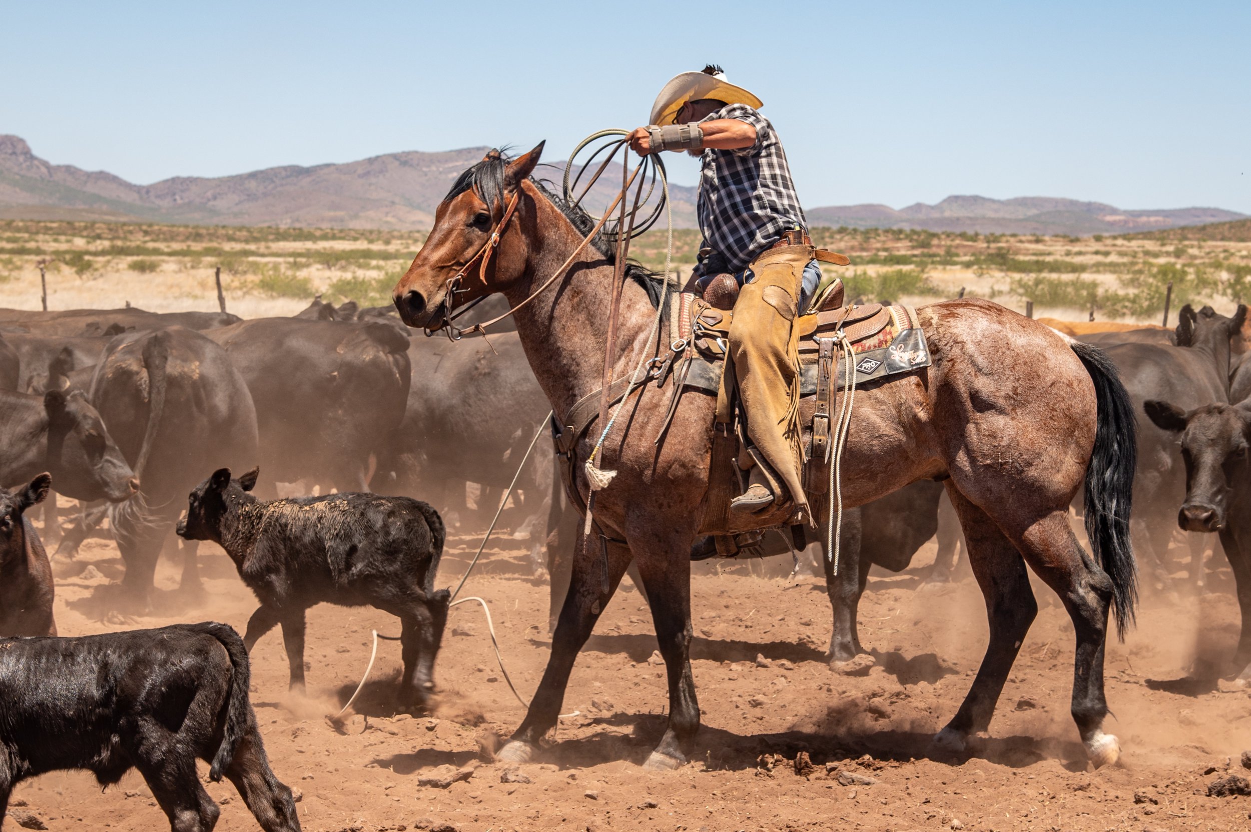 A cowboy on horseback herding cattle in a dusty desert landscape with mountains in the background.