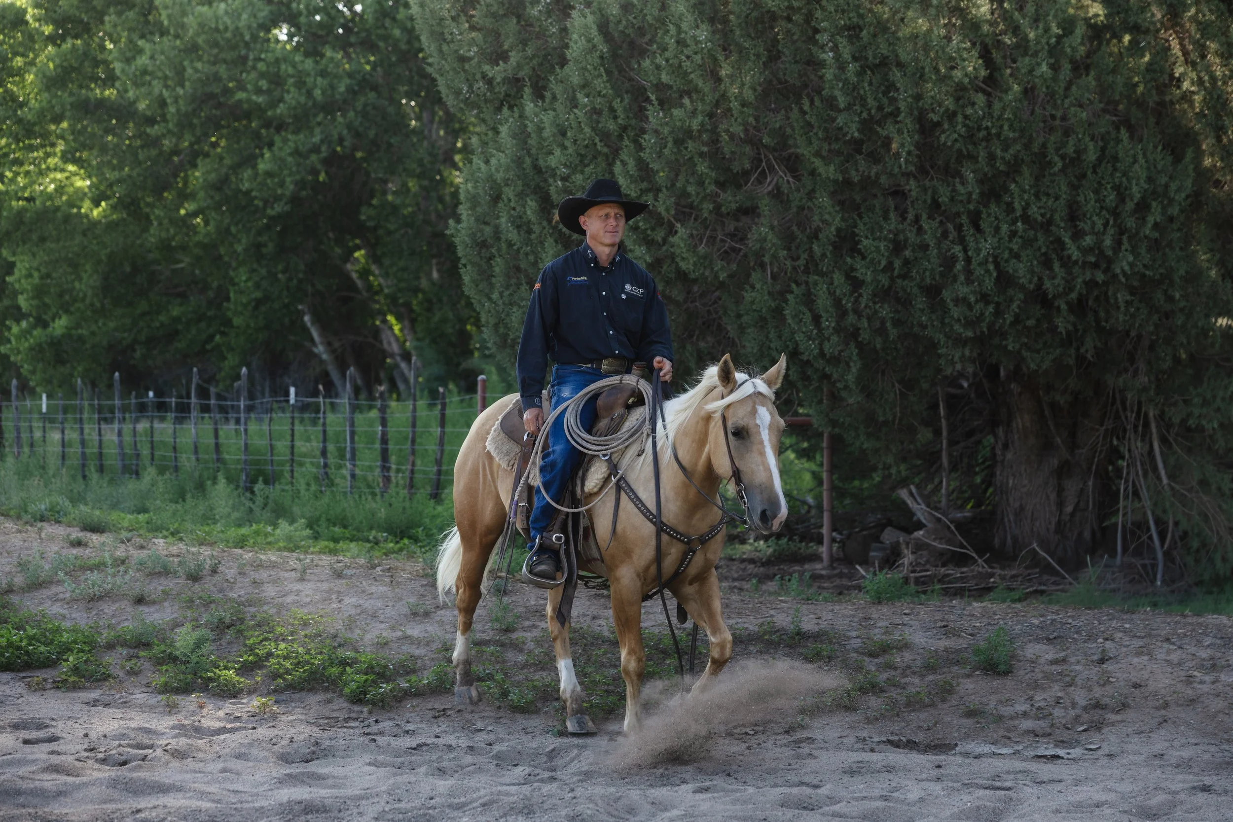 A cowboy riding a brown horse in a cattle ranch, surrounded by black and brown cows under a clear blue sky.