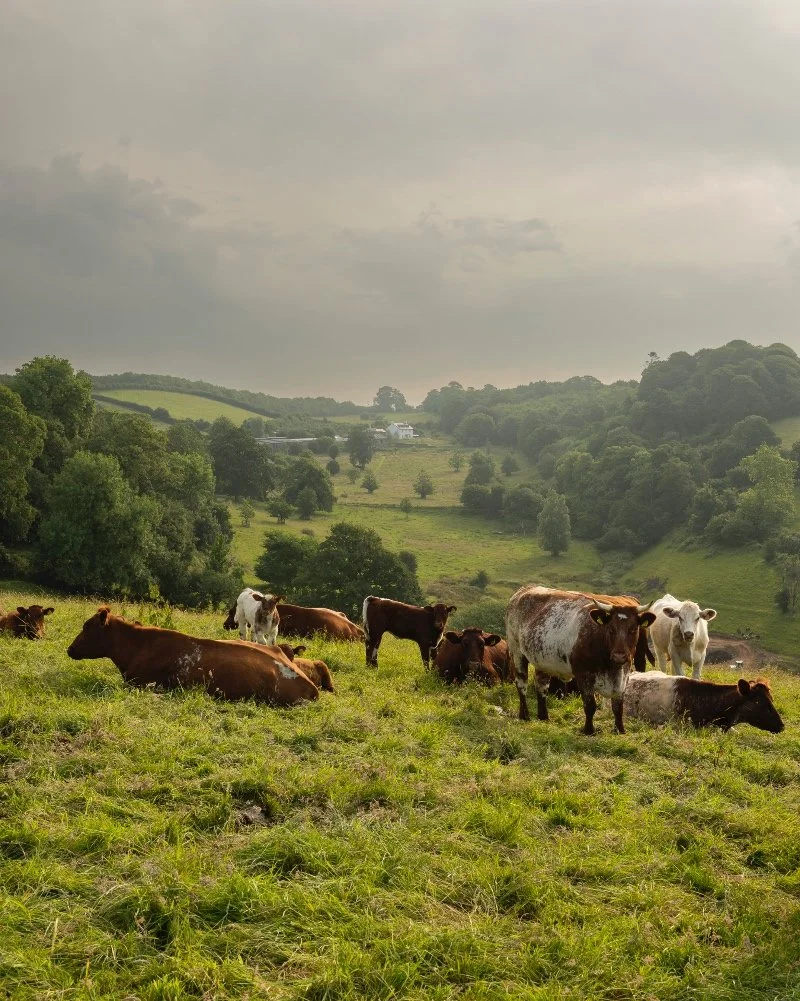 Fowlescombe-Farm_animals-4.jpg