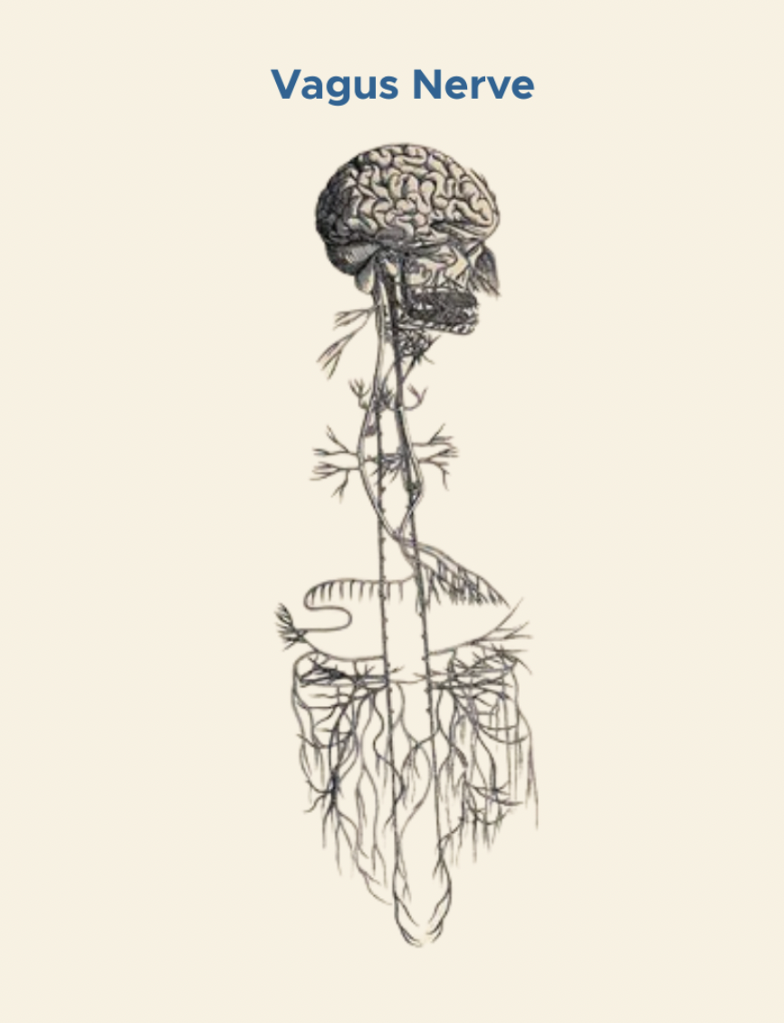 vagus-nerve-gut-brain