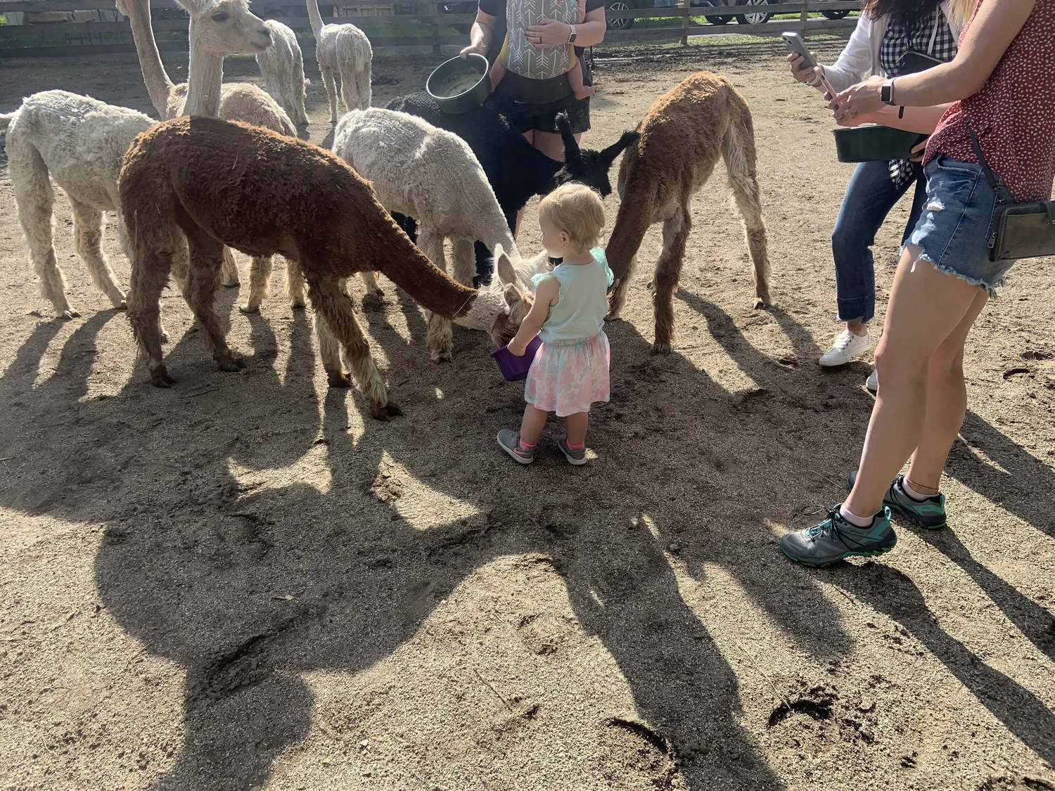 Adopt an Alpaca, own an alpaca, symbolic alpaca adoption, alpaca gift