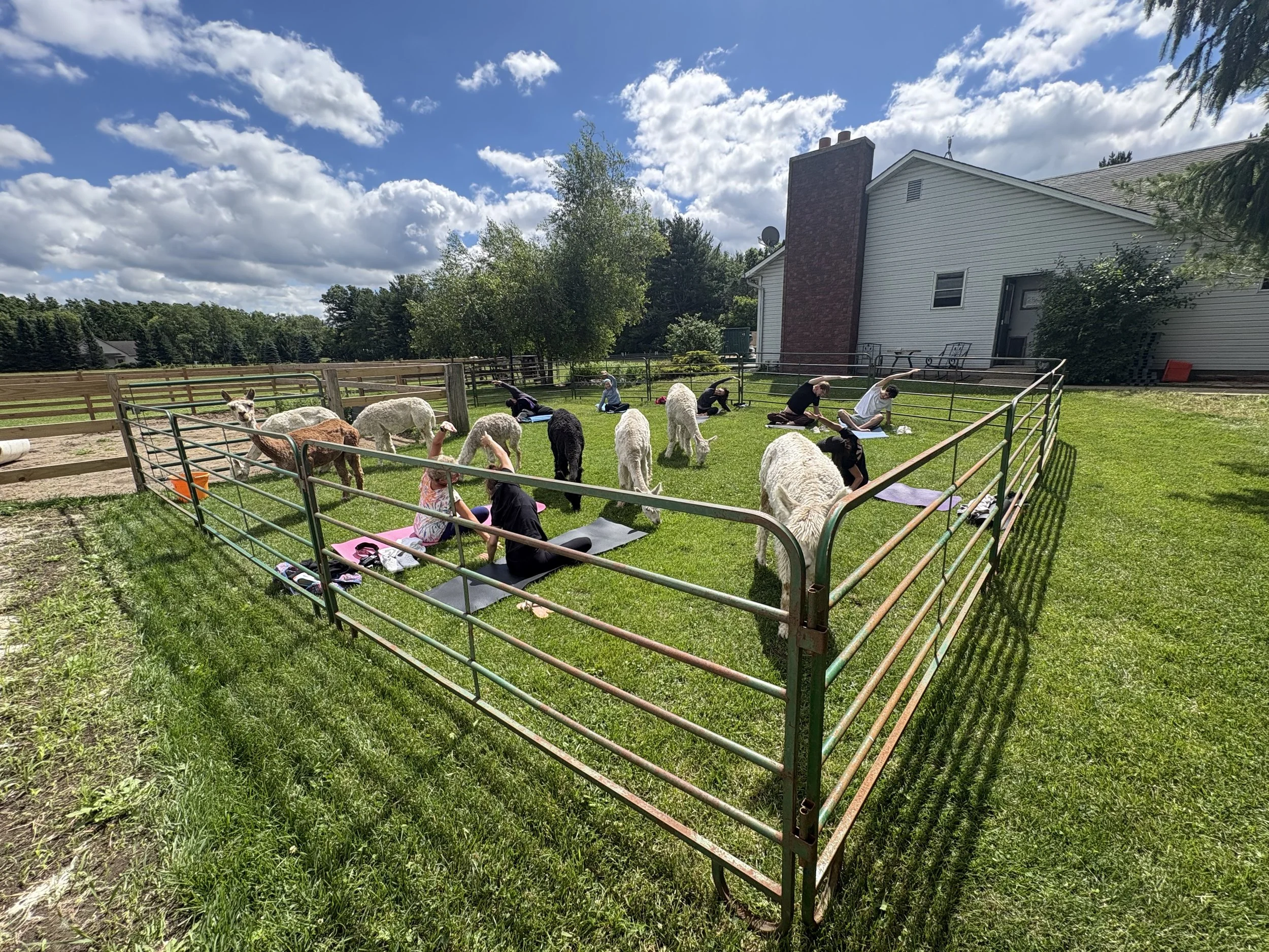 Yoga with alpaca class
