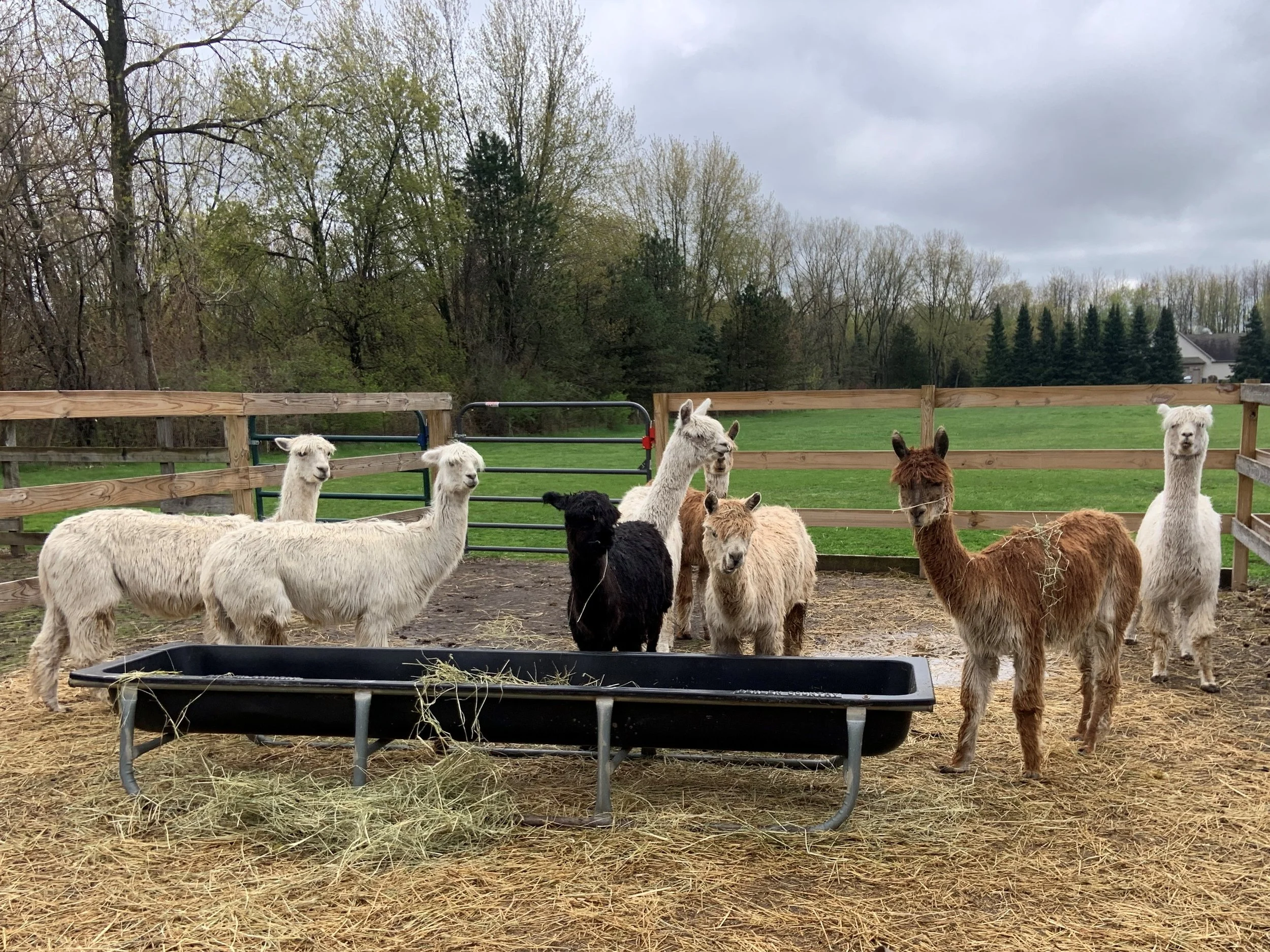 Alpaca Open House, McHenry County Farm Stroll, National Alpaca Farm ...