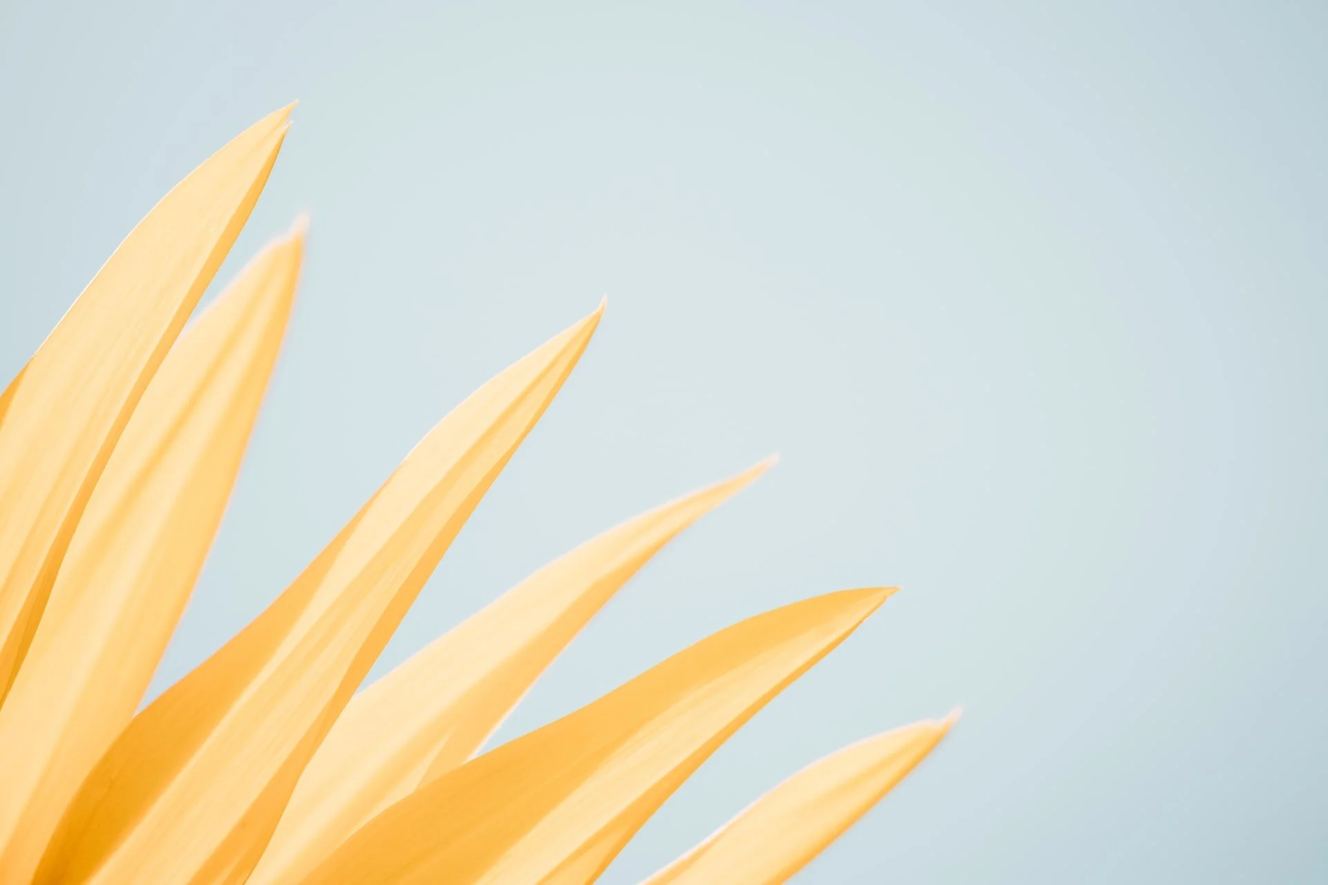 minimalray-minimalist-what-is-minimalism.jpg
