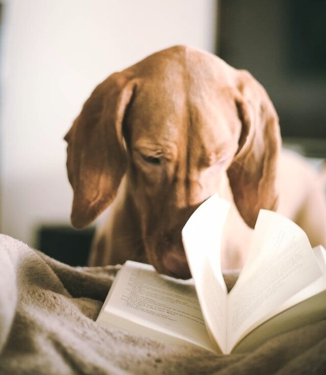 Minimalism-minimalist-library-dog.jpg