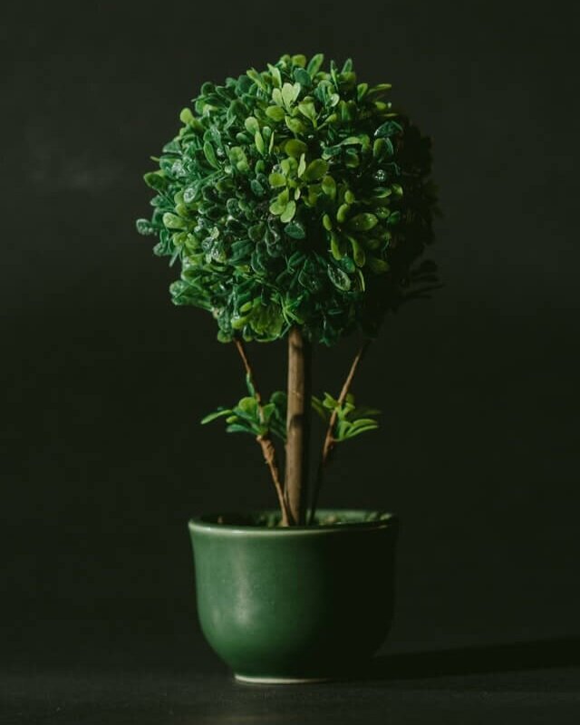 minimalray-minimalism-non-materialistic-gifts-plant.jpg