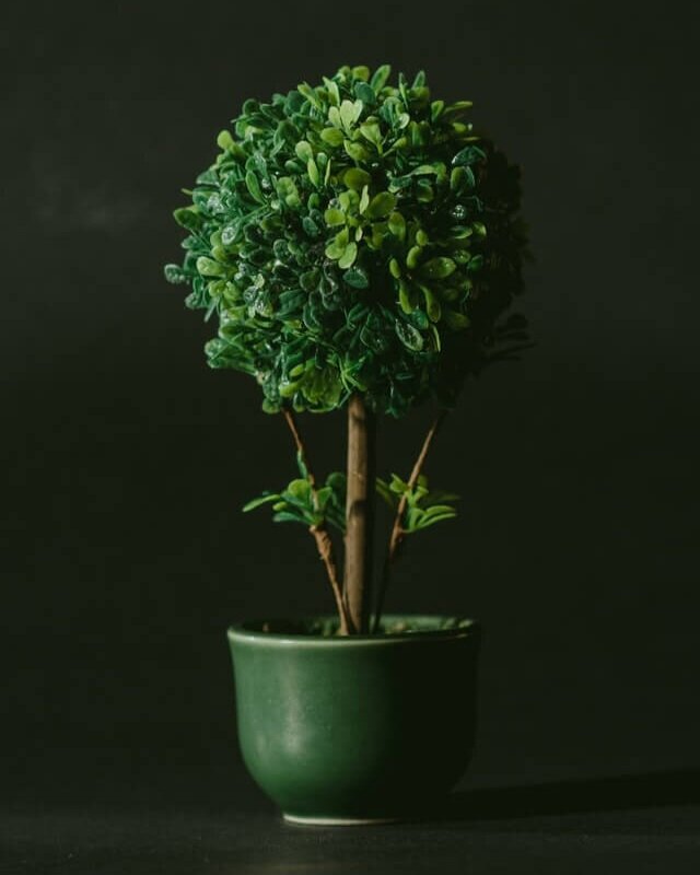 minimalray-minimalism-non-materialistic-gifts-plant.jpg