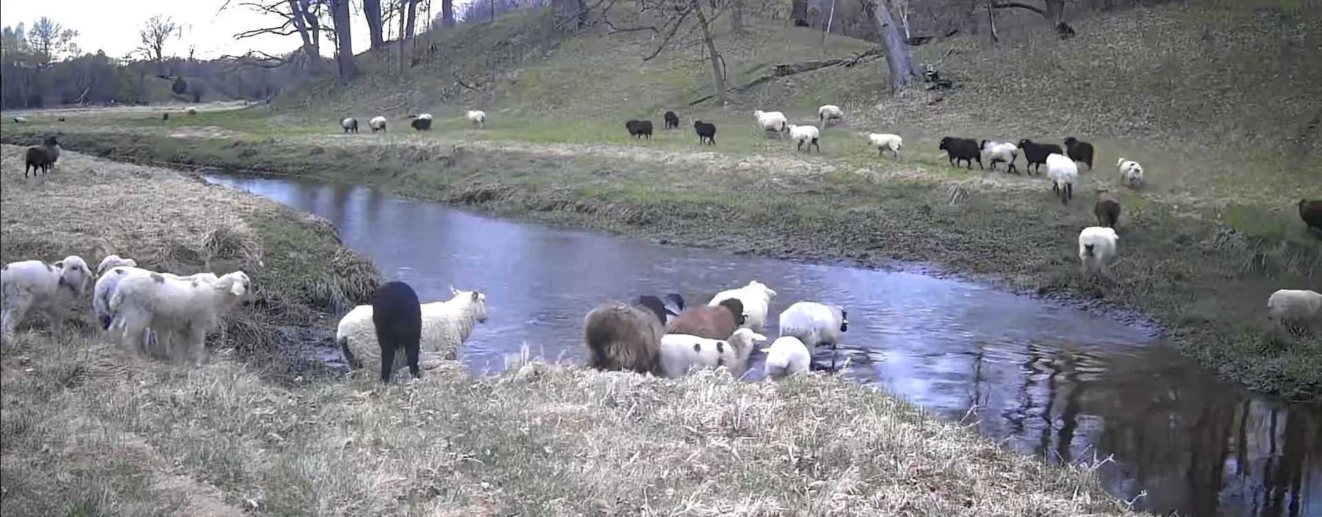 Sheep 101: Handling & Hoof Care