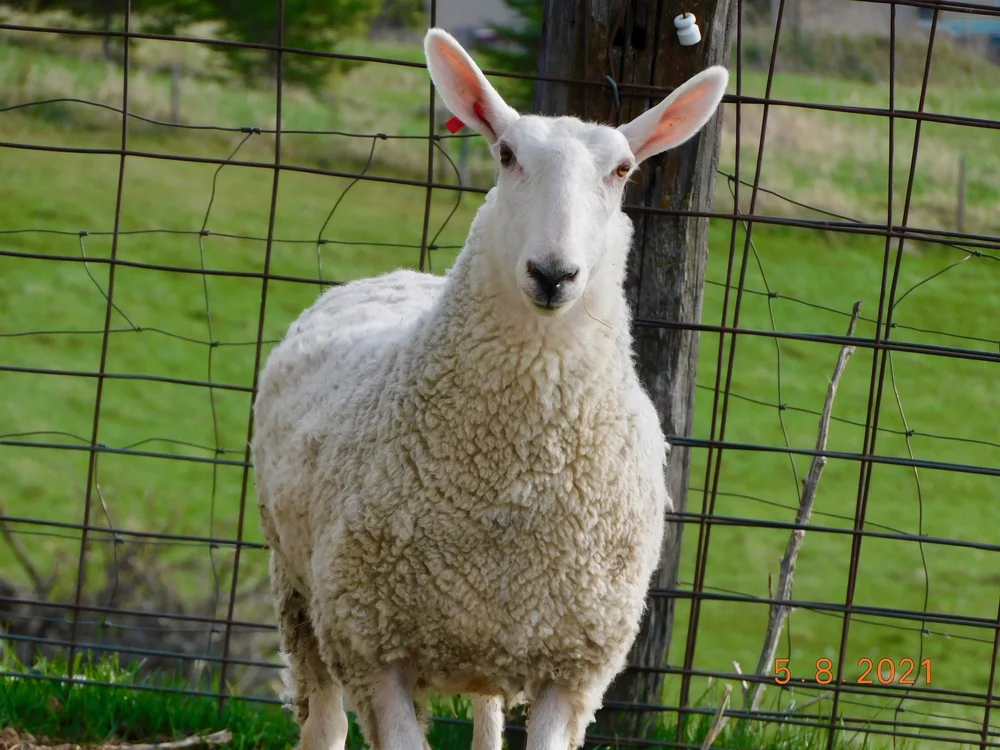 Minnesota Fiber Festival