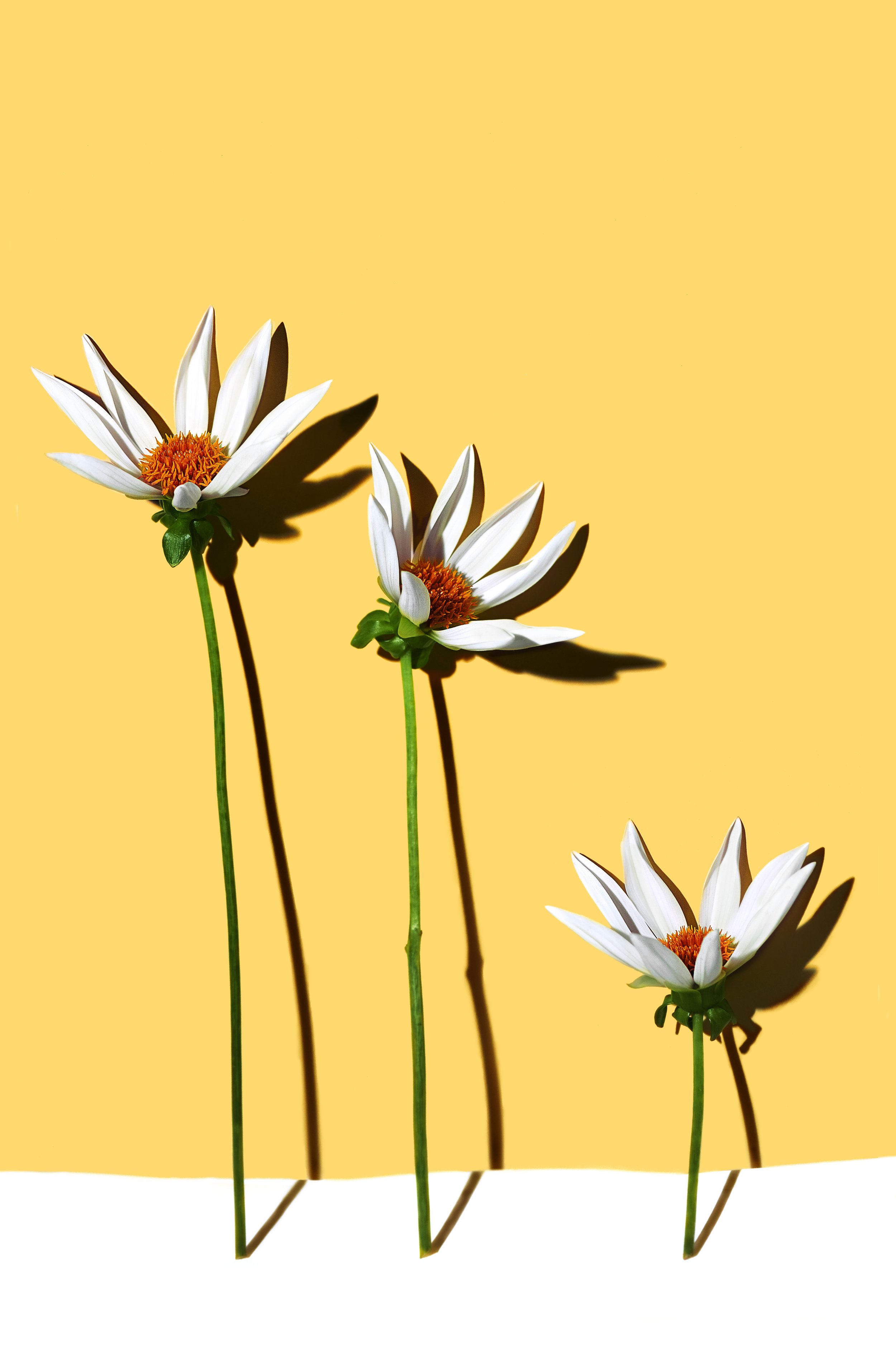 Make a Wish Dahlia.jpg