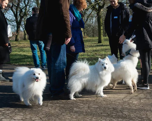 Gallery Of Japanese Spitz London Japanese Spitz London