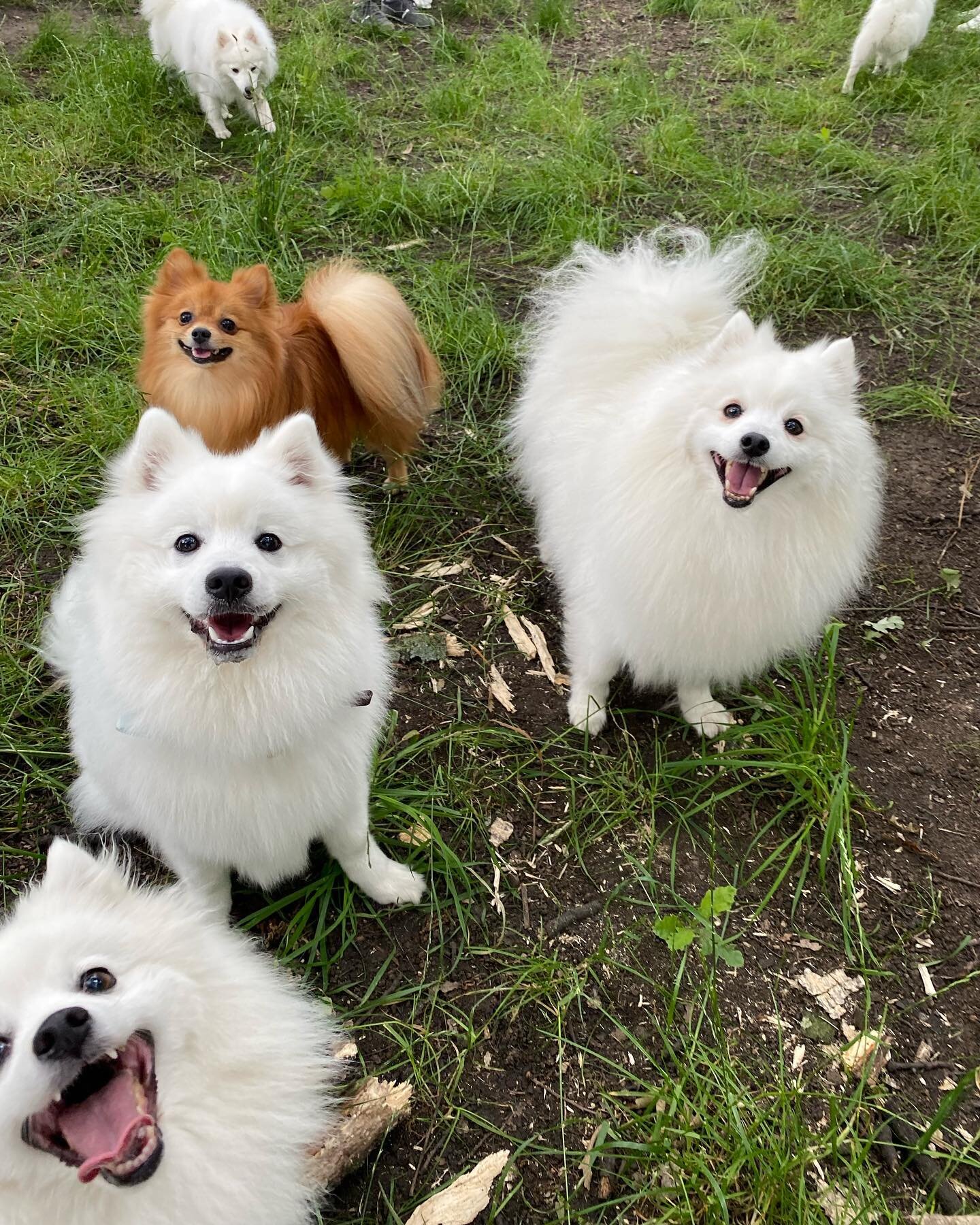 SMILE

11/07/2021

#japanesespitz #cloudcrew #japanesepitzlondon #japanesespitzdog