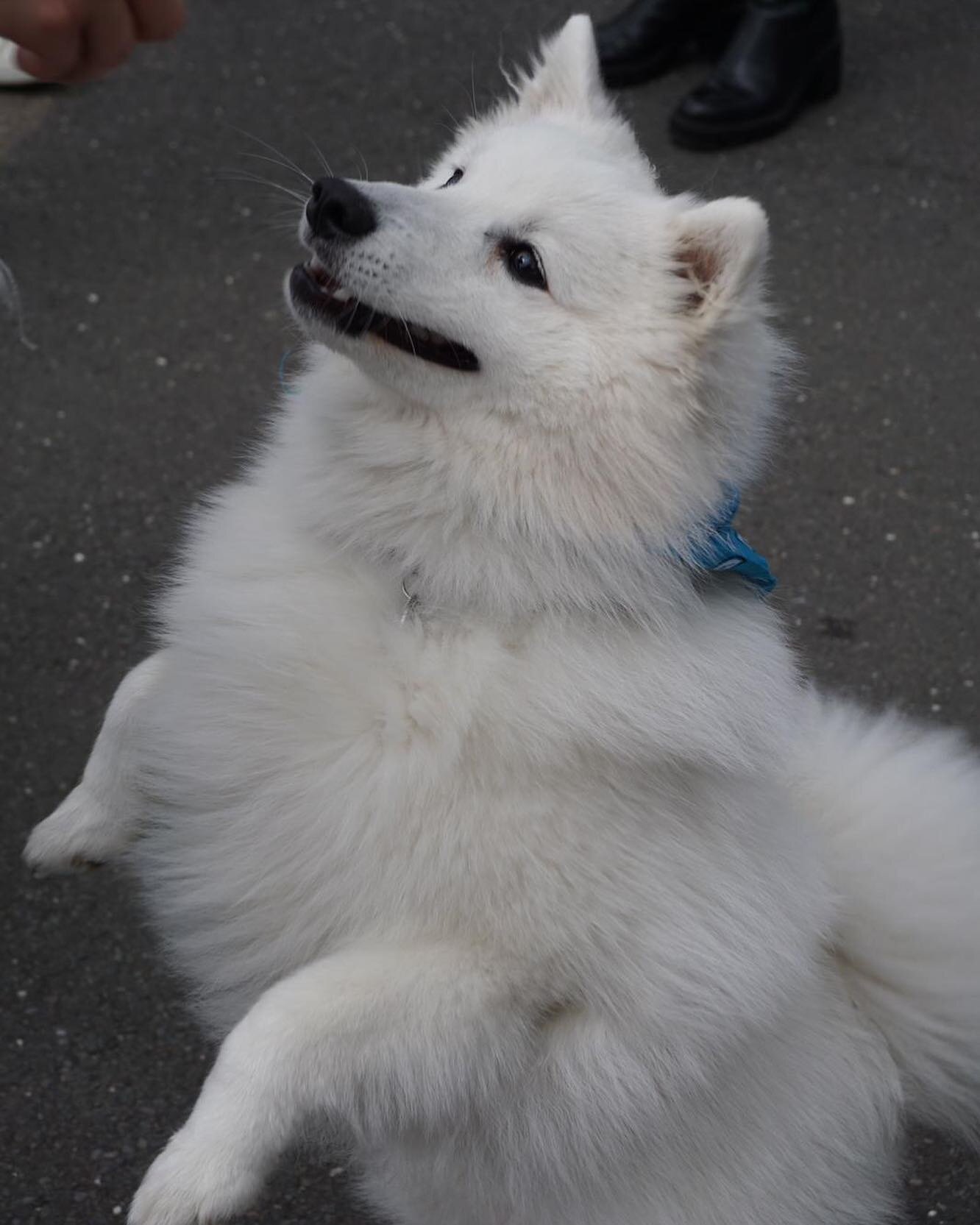 11/07/2021

#japanesespitz #cloudcrew #japanesepitzlondon #japanesespitzdog