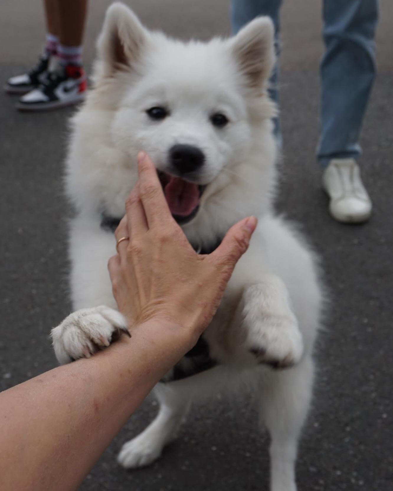 11/07/2021

#japanesespitz #cloudcrew #japanesepitzlondon #japanesespitzdog