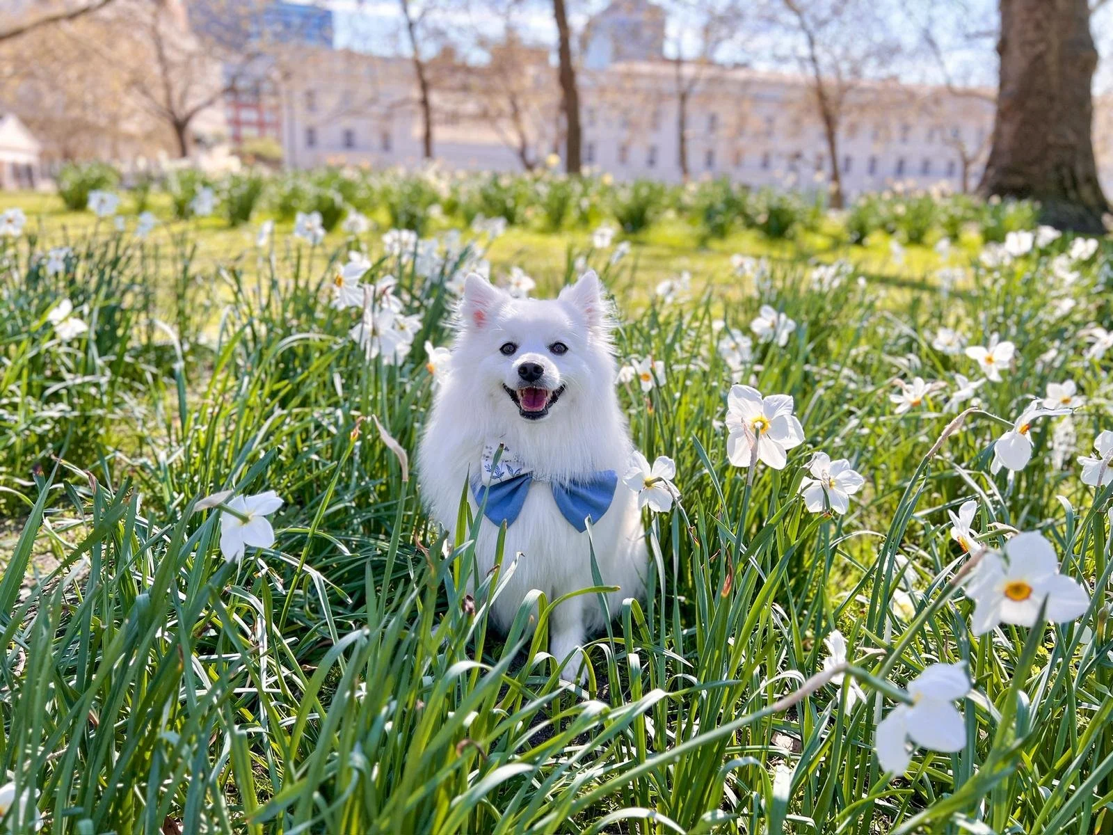 Kumo