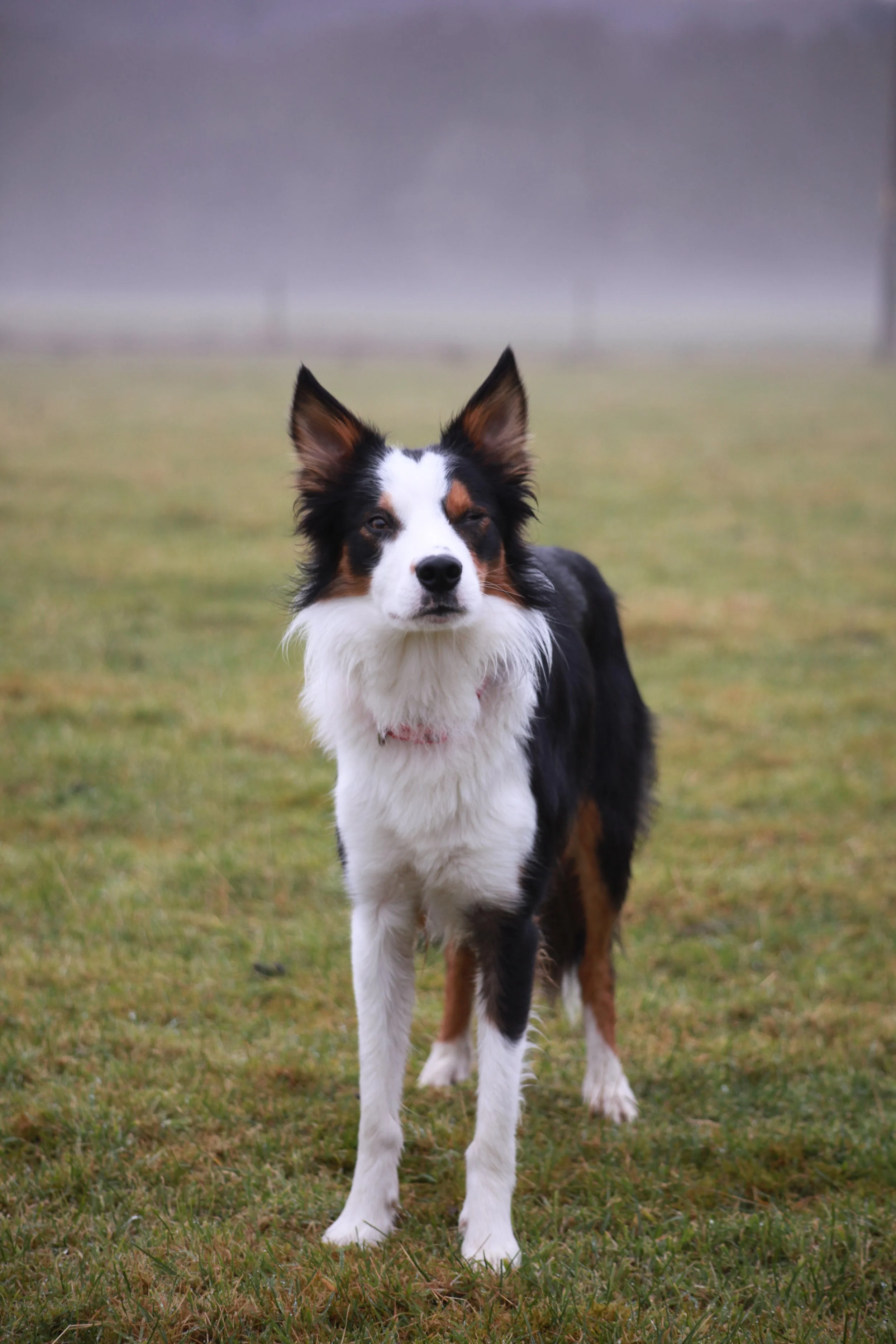 I Can See Through My Ears