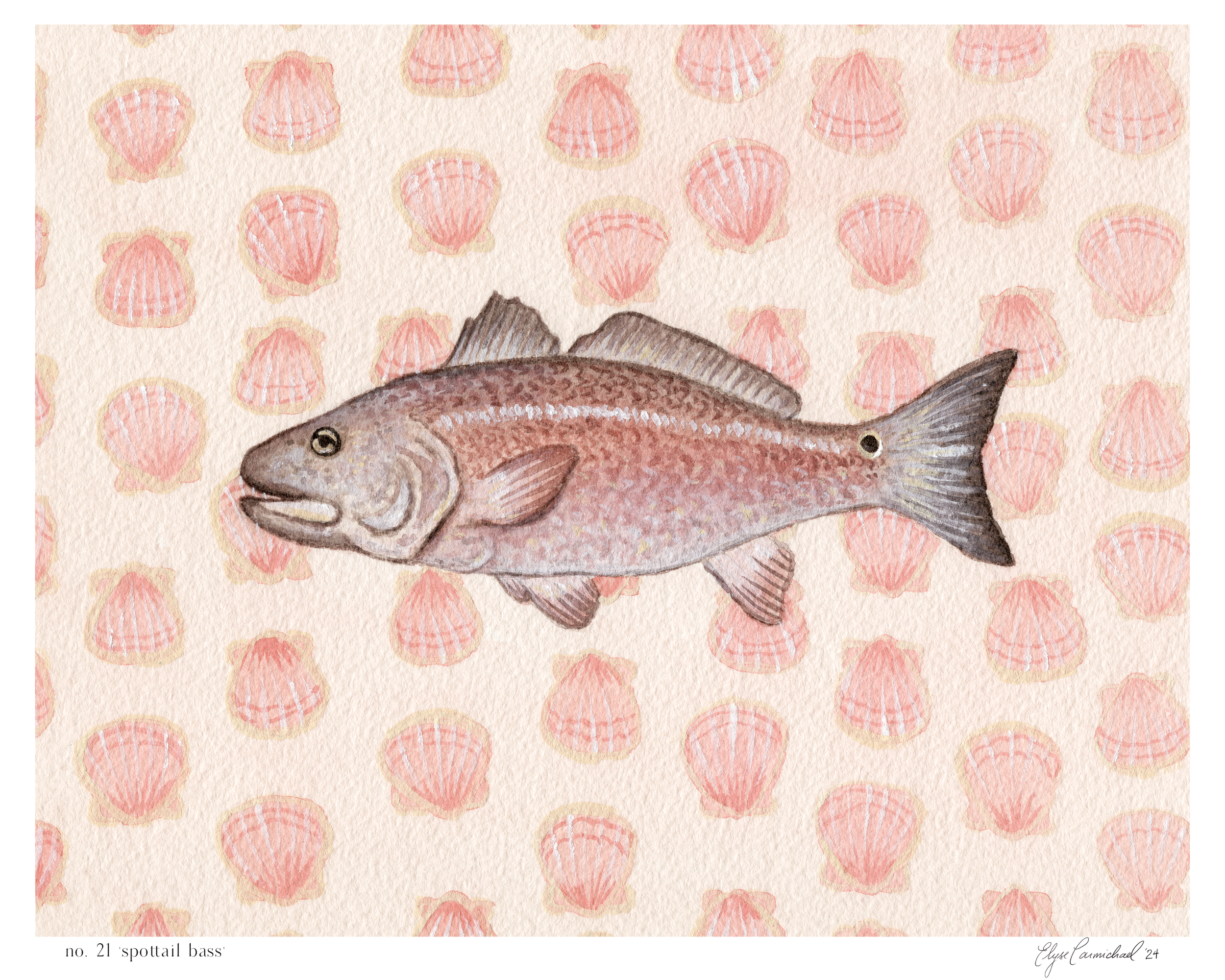 spottail bass.png