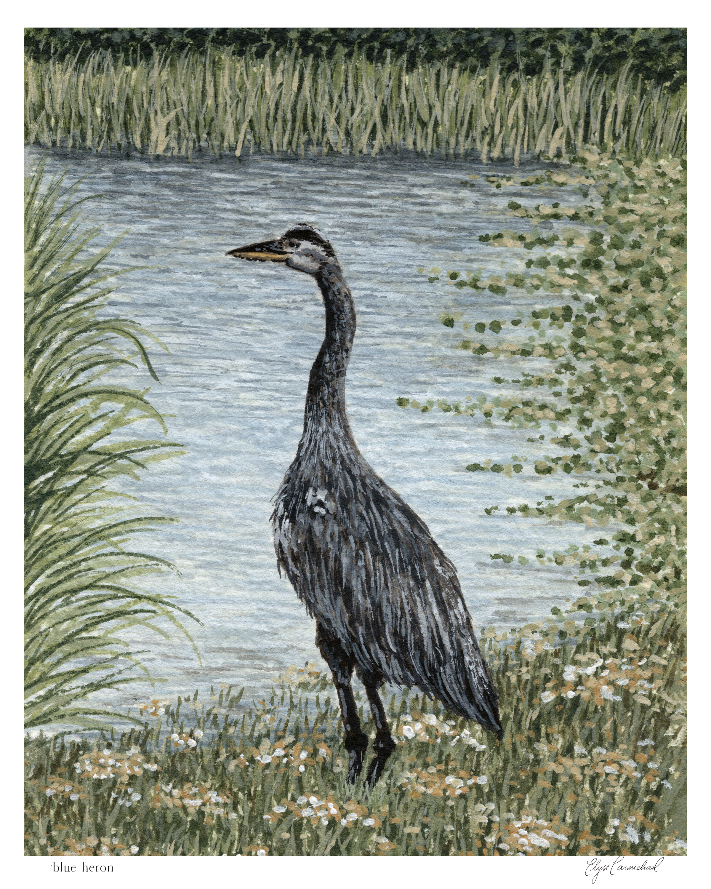 blueheronborder.png
