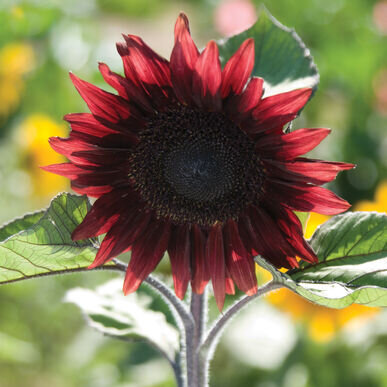 red sunflower.jpg