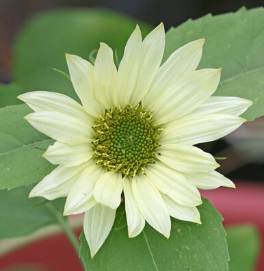 Jade sunflower.jpg