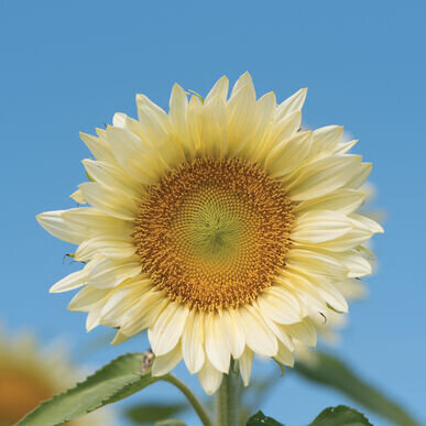 White Sunflower.jpg